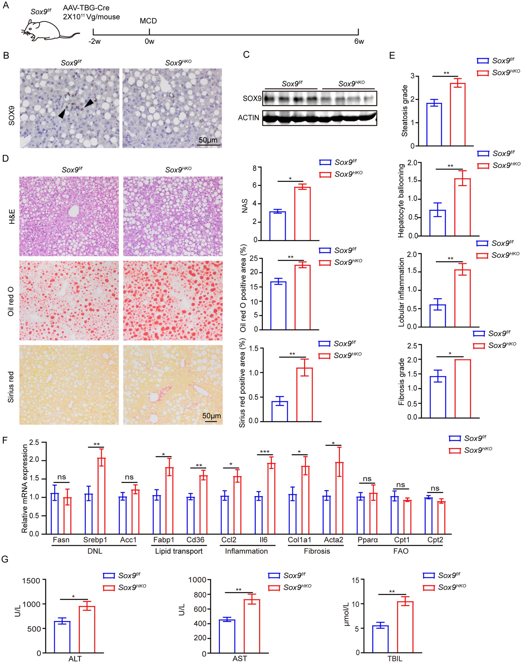 Hepatocyte-specific deficiency of SOX9 aggravates hepatic steatosis.