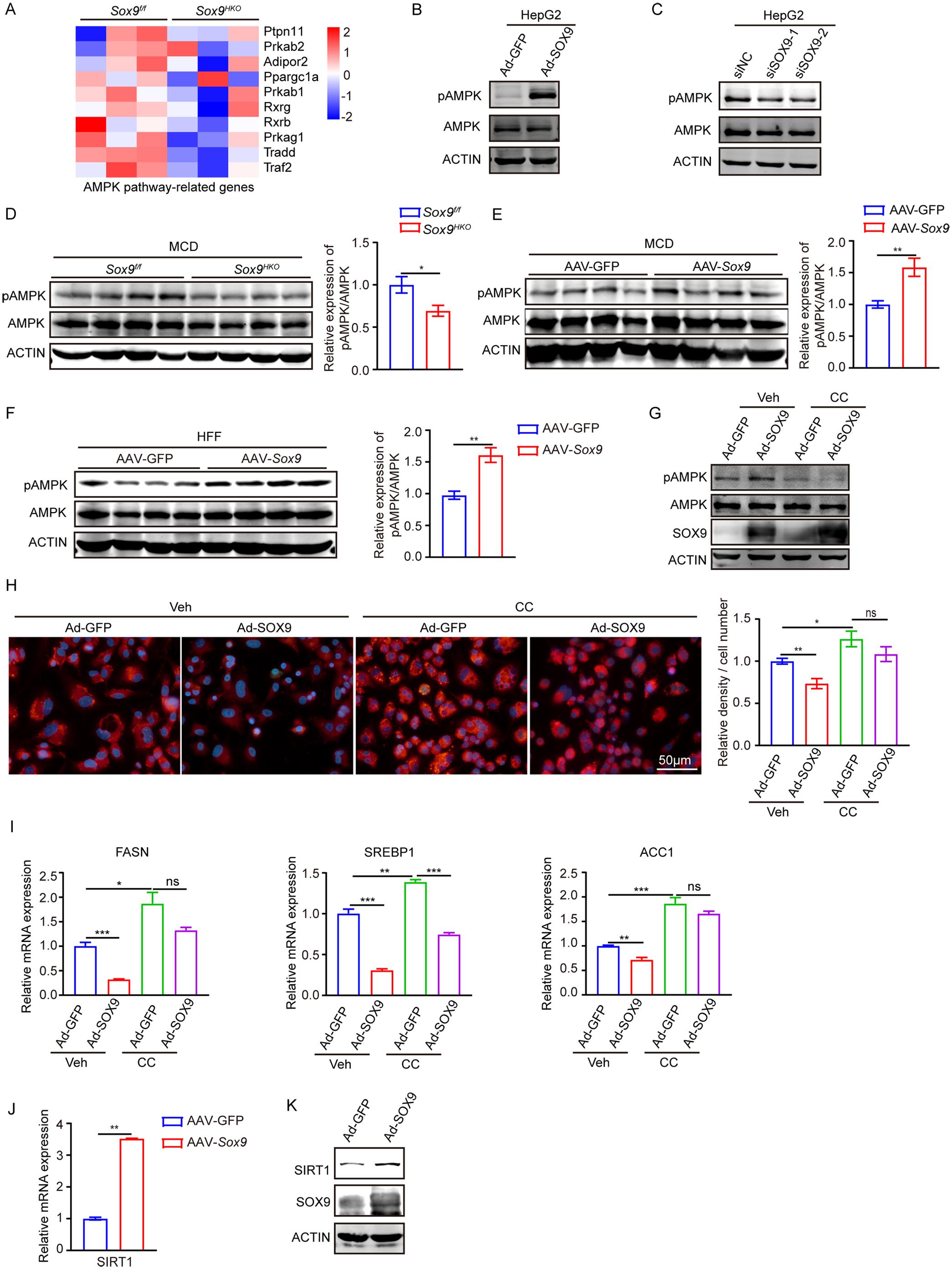 SOX9 activates the AMPK pathway during the progression of MASH.