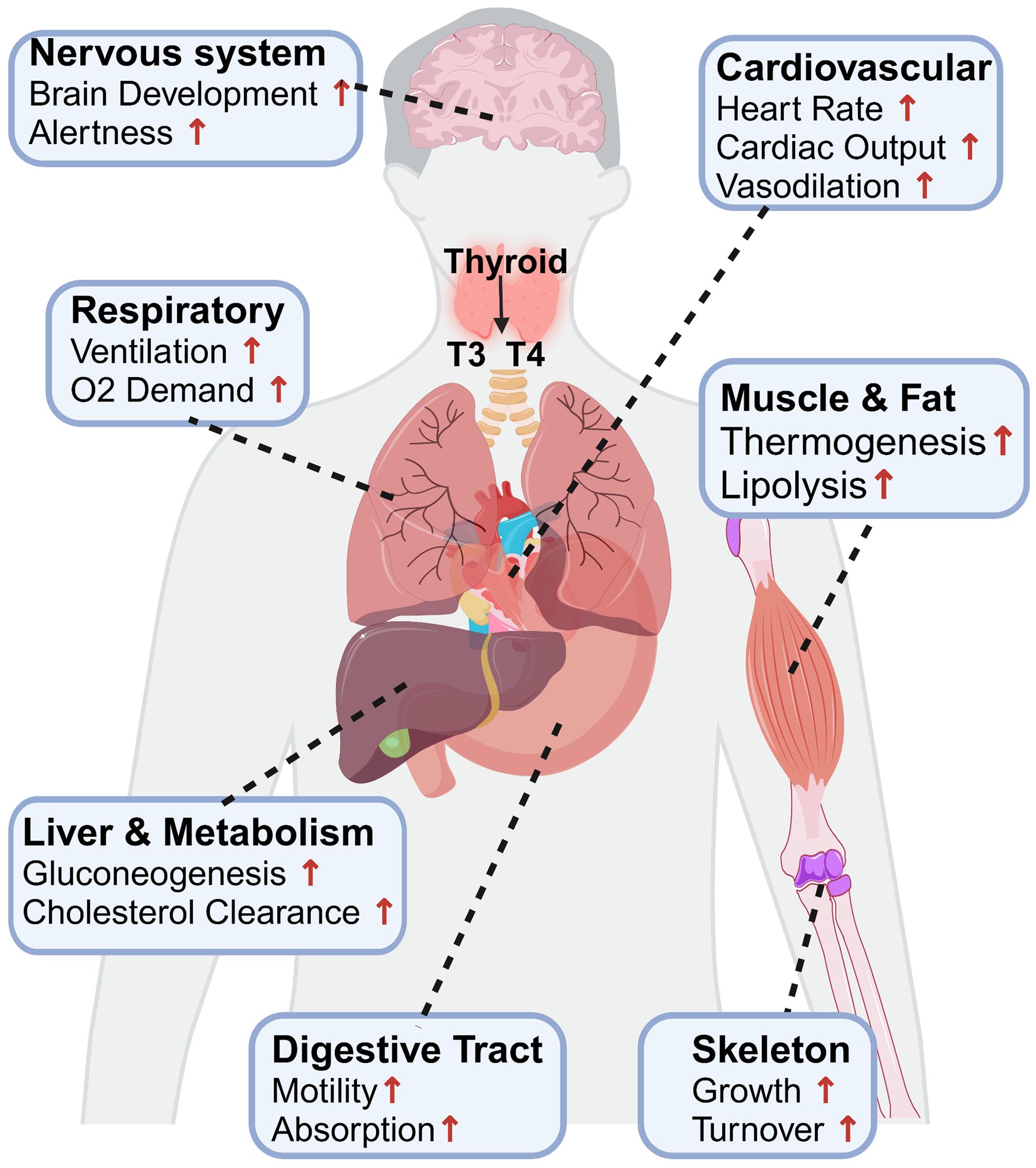 Systemic actions of thyroid hormones.