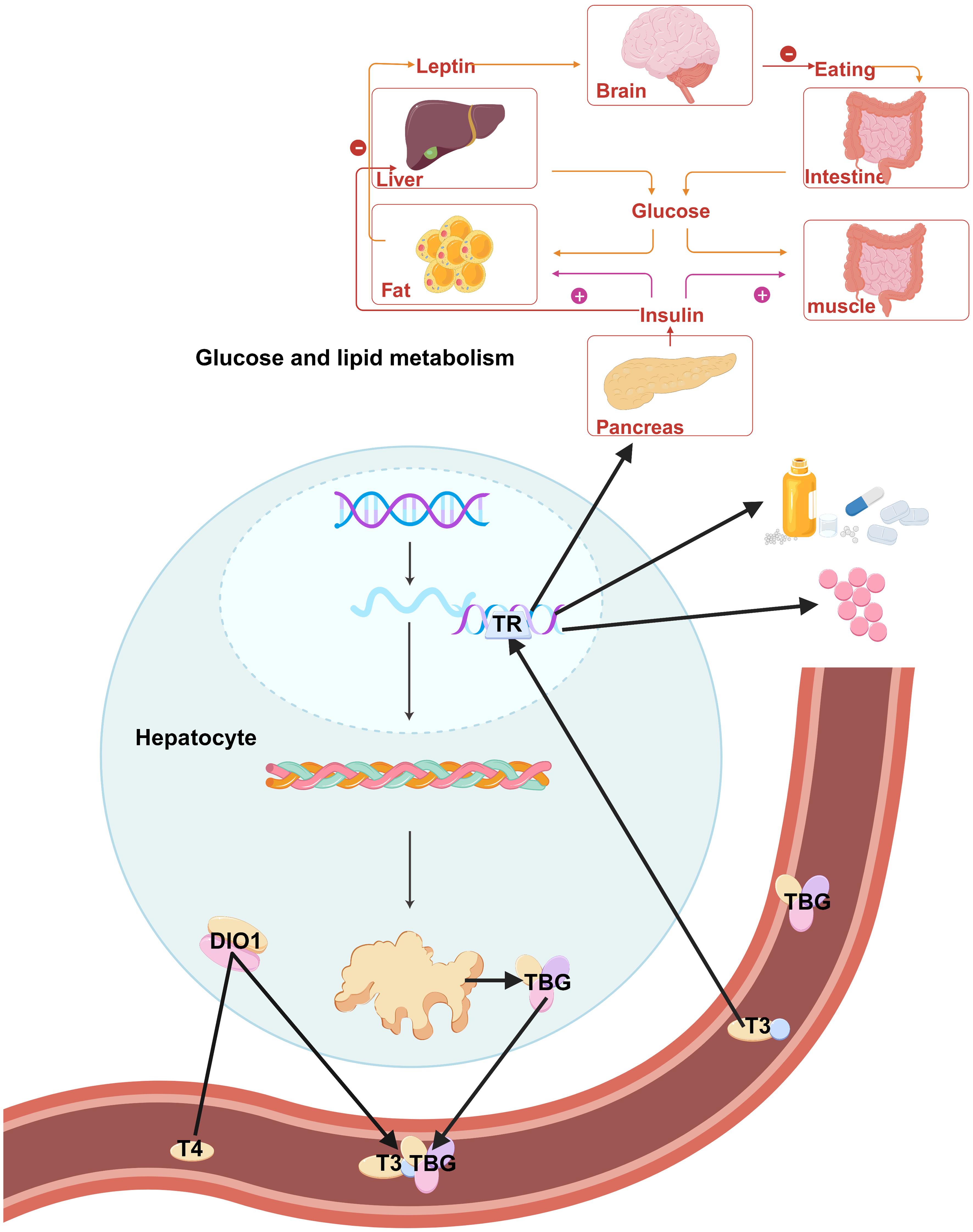 Mechanisms of hepatic thyroid hormone signaling and regulation of systemic metabolism.