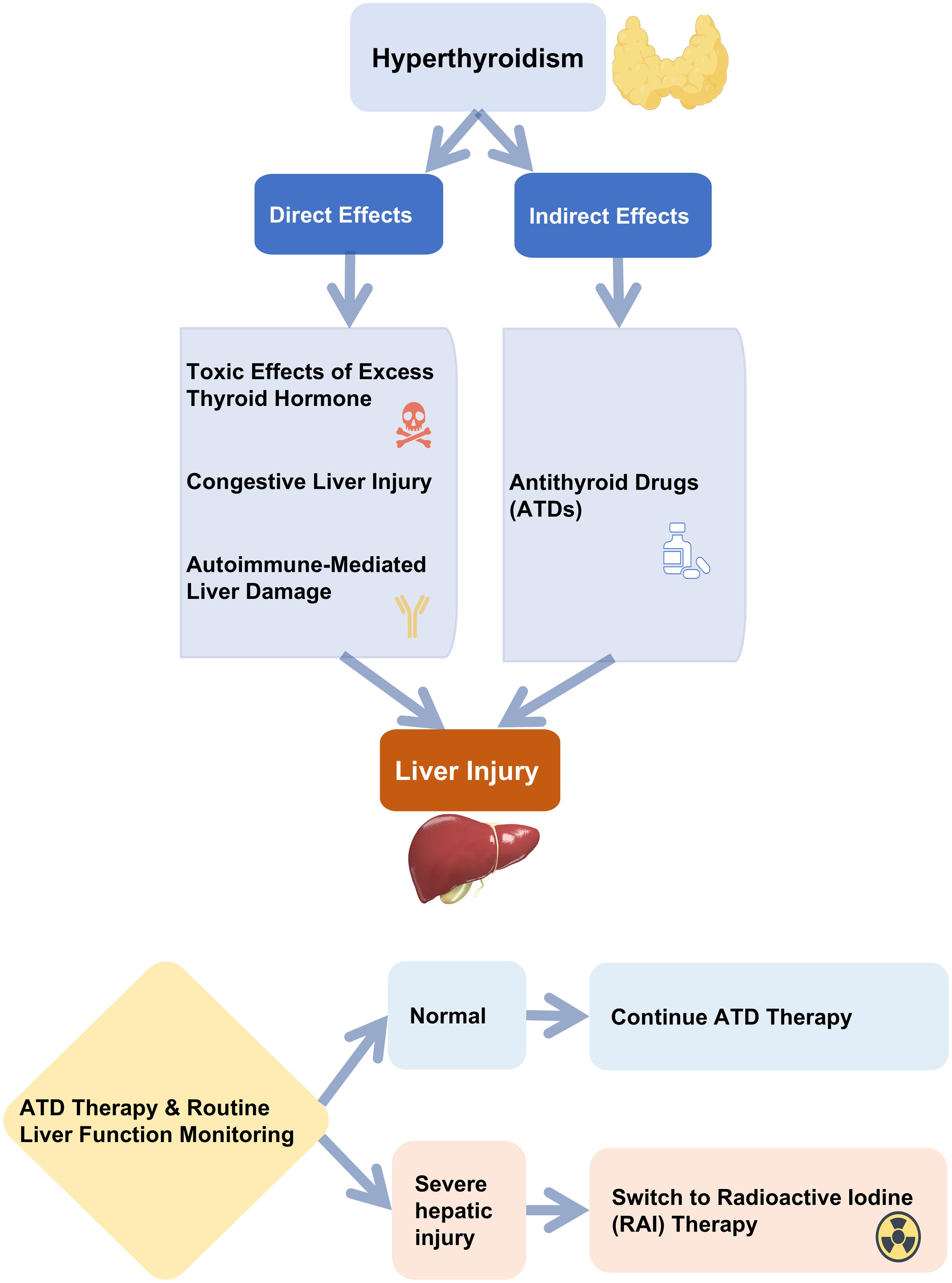 Pathogenic pathways of hyperthyroidism-associated liver injury and the clinical management algorithm for ATD therapy.