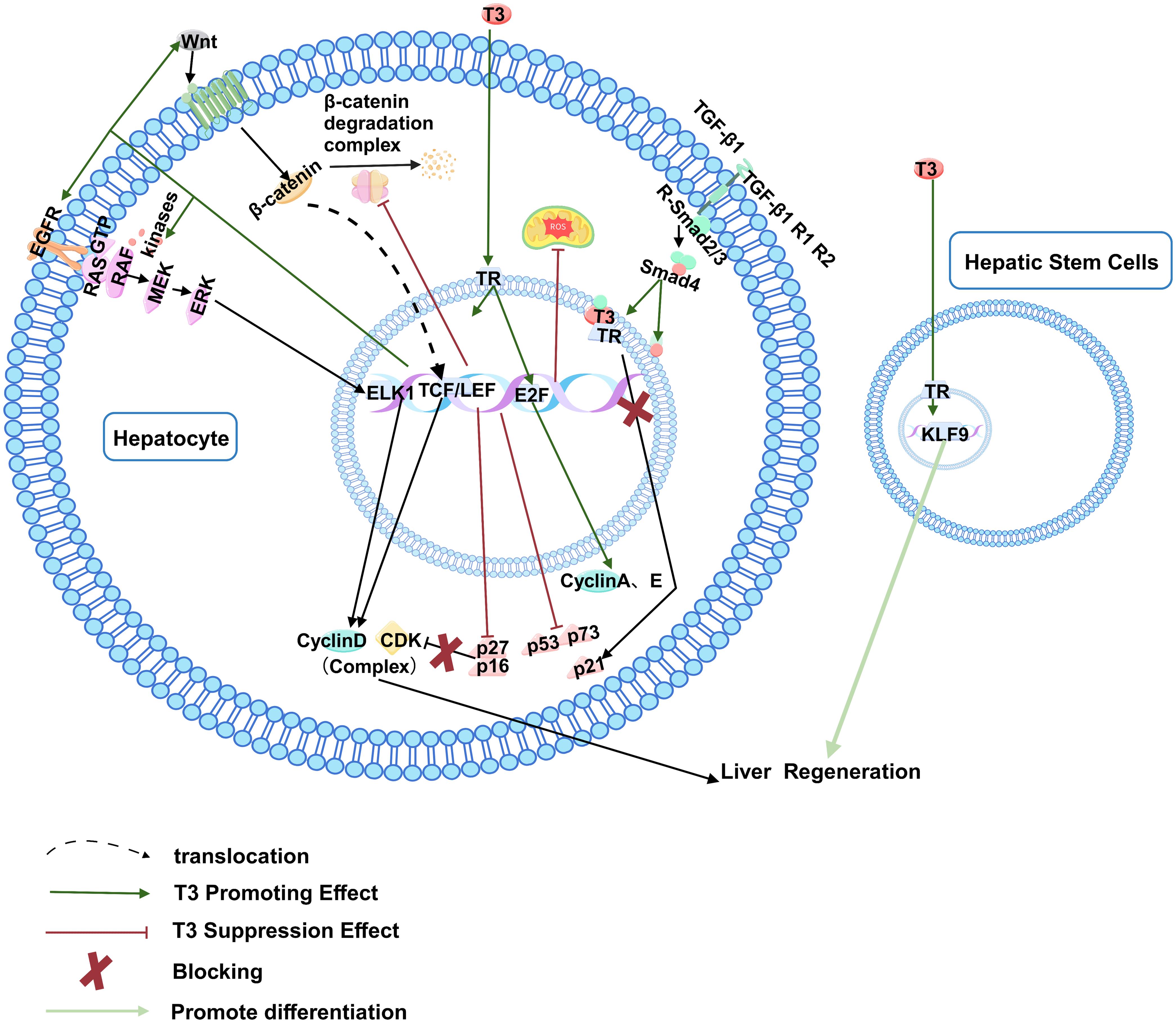 Proposed mechanisms of T3 in promoting liver regeneration.