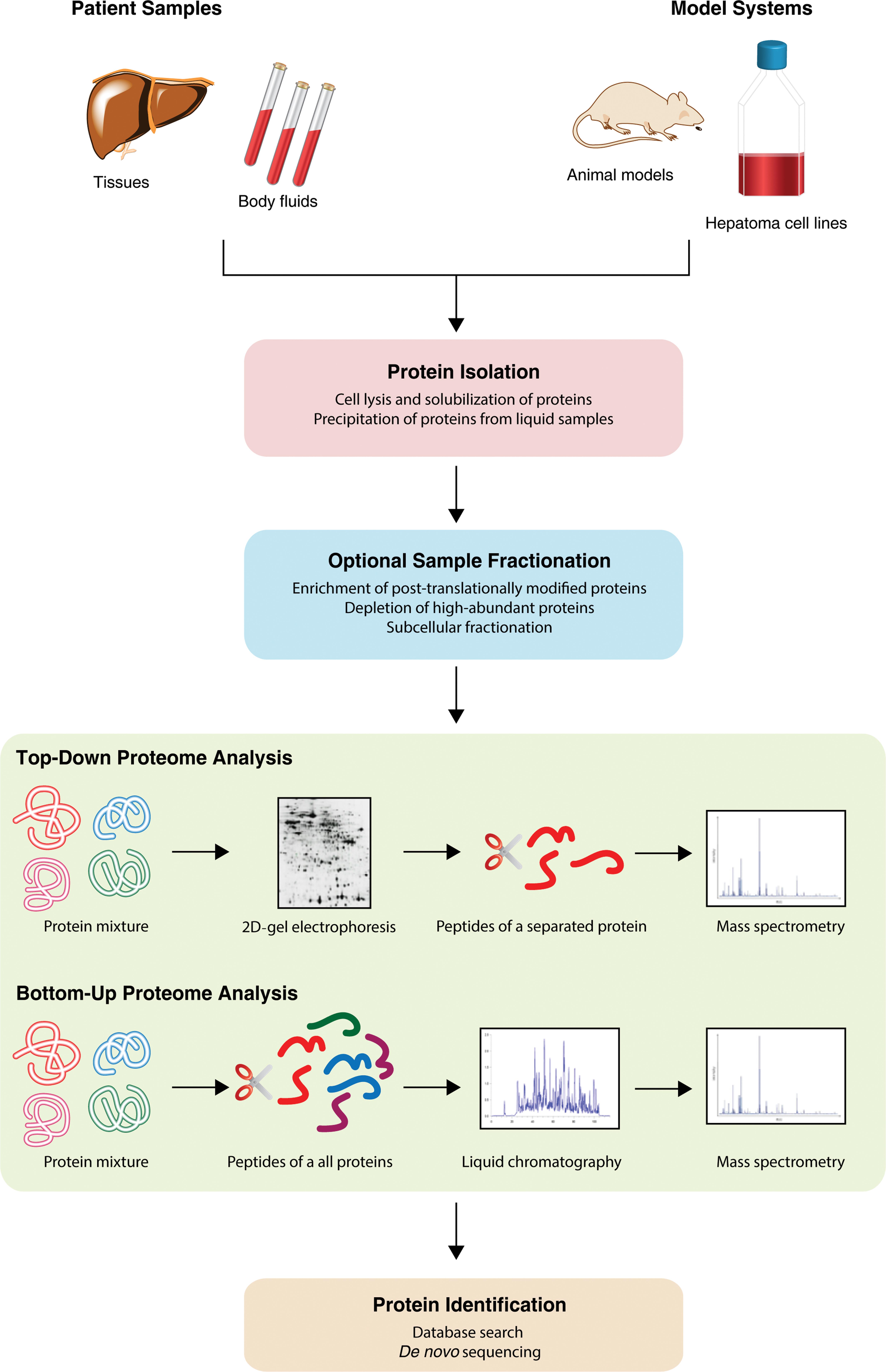 A generalized workflow of a proteomics experiment showing the different principles of top-down and bottom-up proteome analyses.