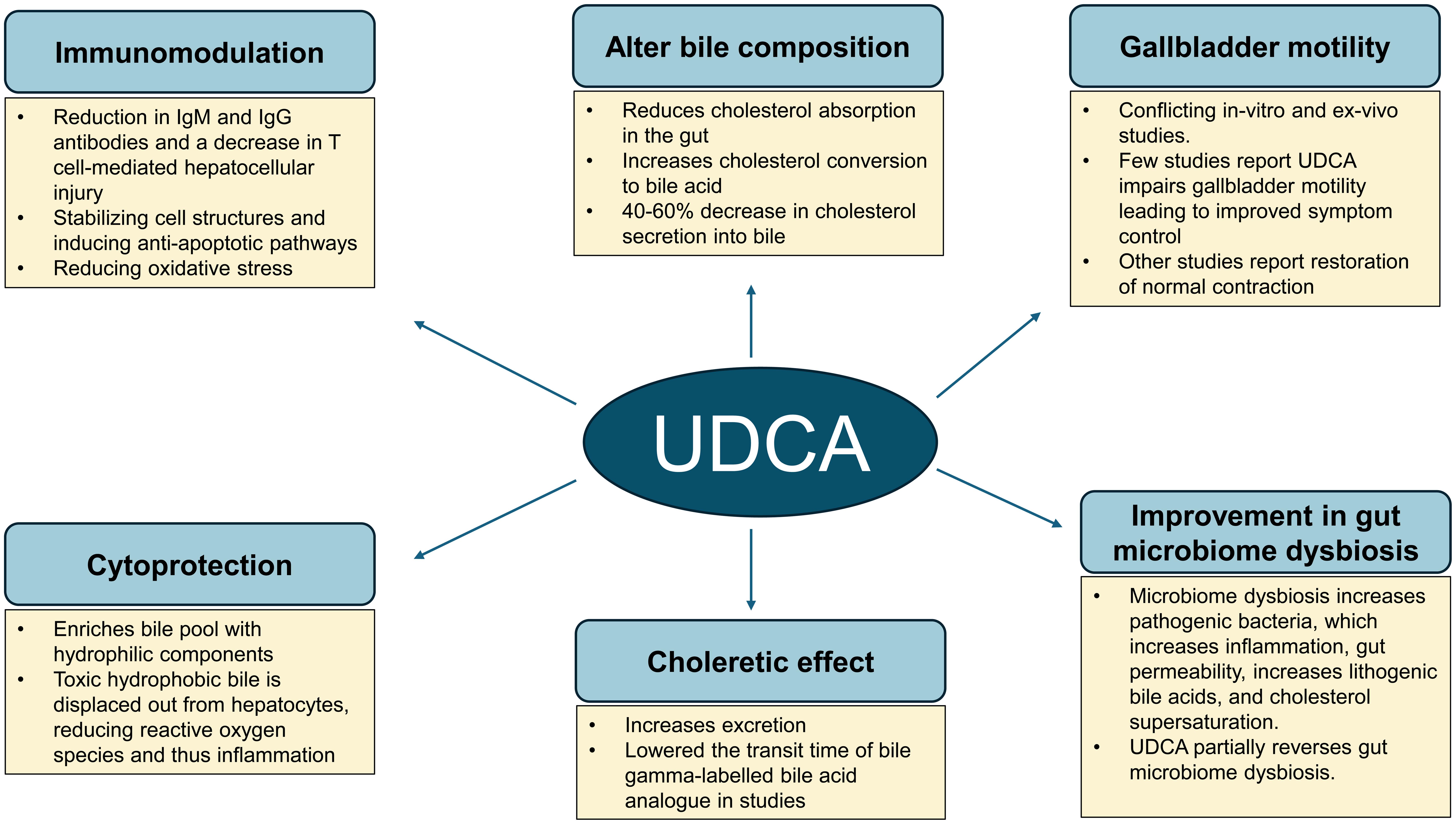 Illustrative summary of the proposed mechanisms of UDCA.