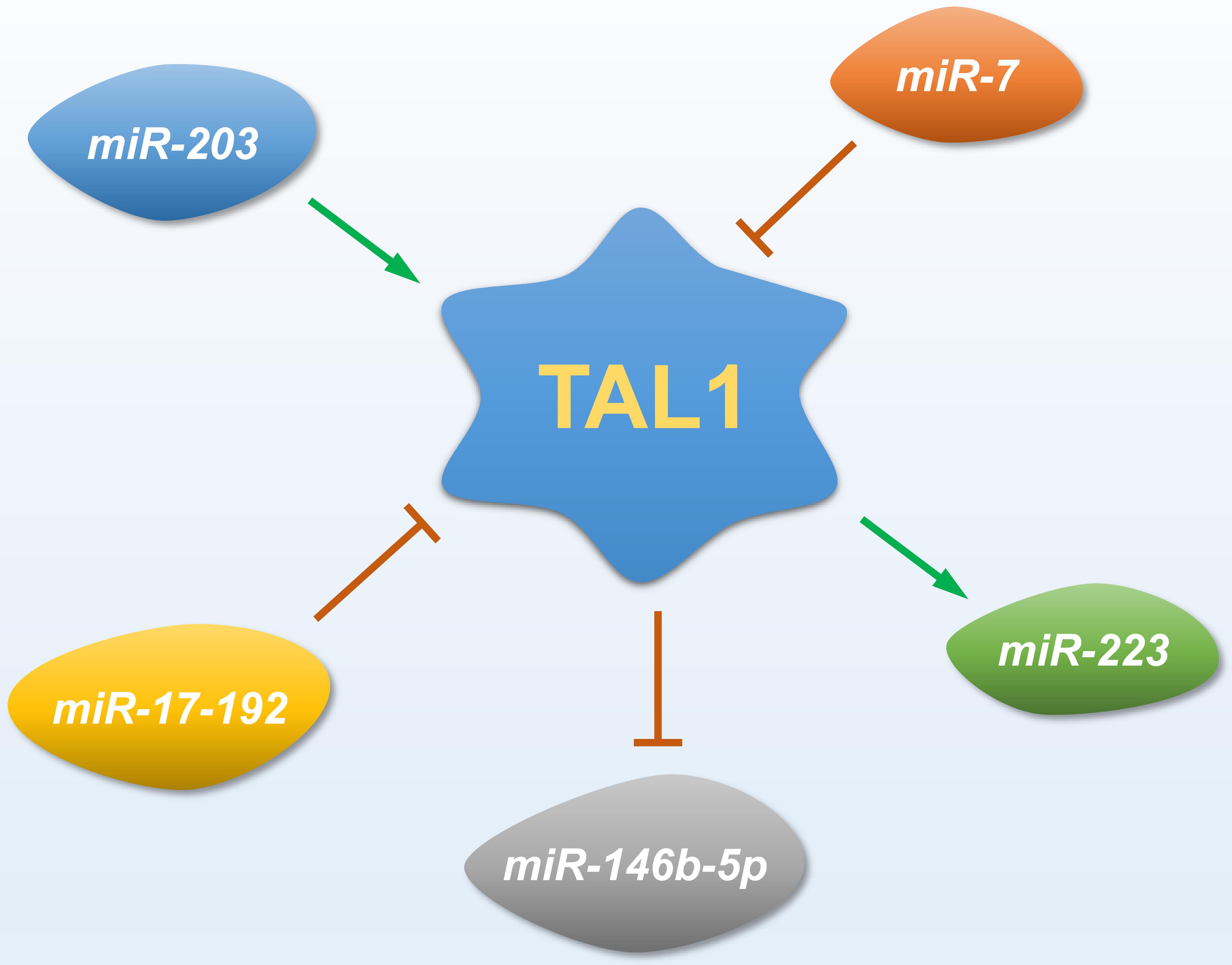 The interaction between TAL-1 and its associated miRNAs follows a unidirectional pattern, in which miRNAs that target TAL-1 are downregulated, resulting in elevated TAL-1 levels.