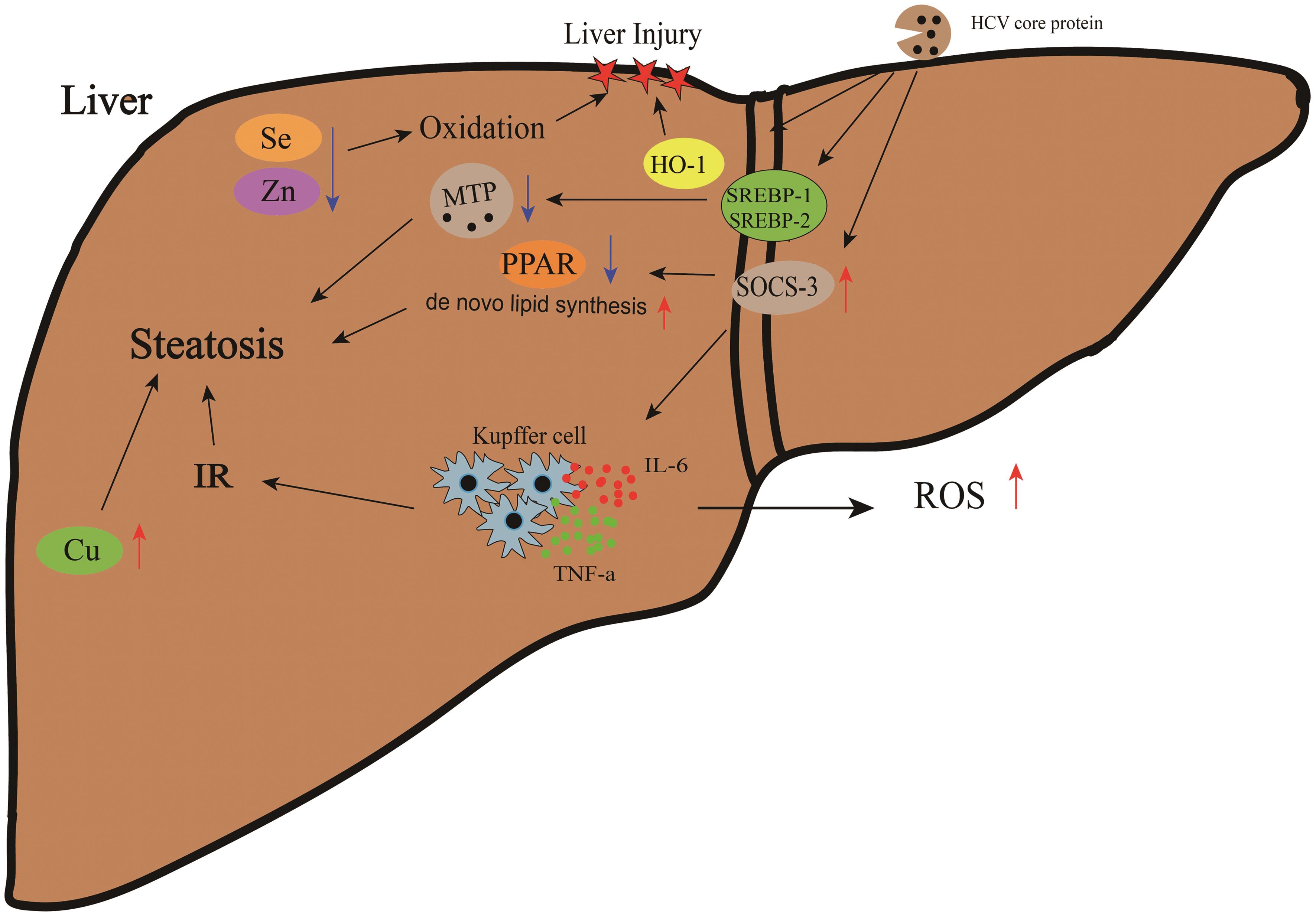 Mechanism of HCV infection affecting the occurrence and development of NAFLD.