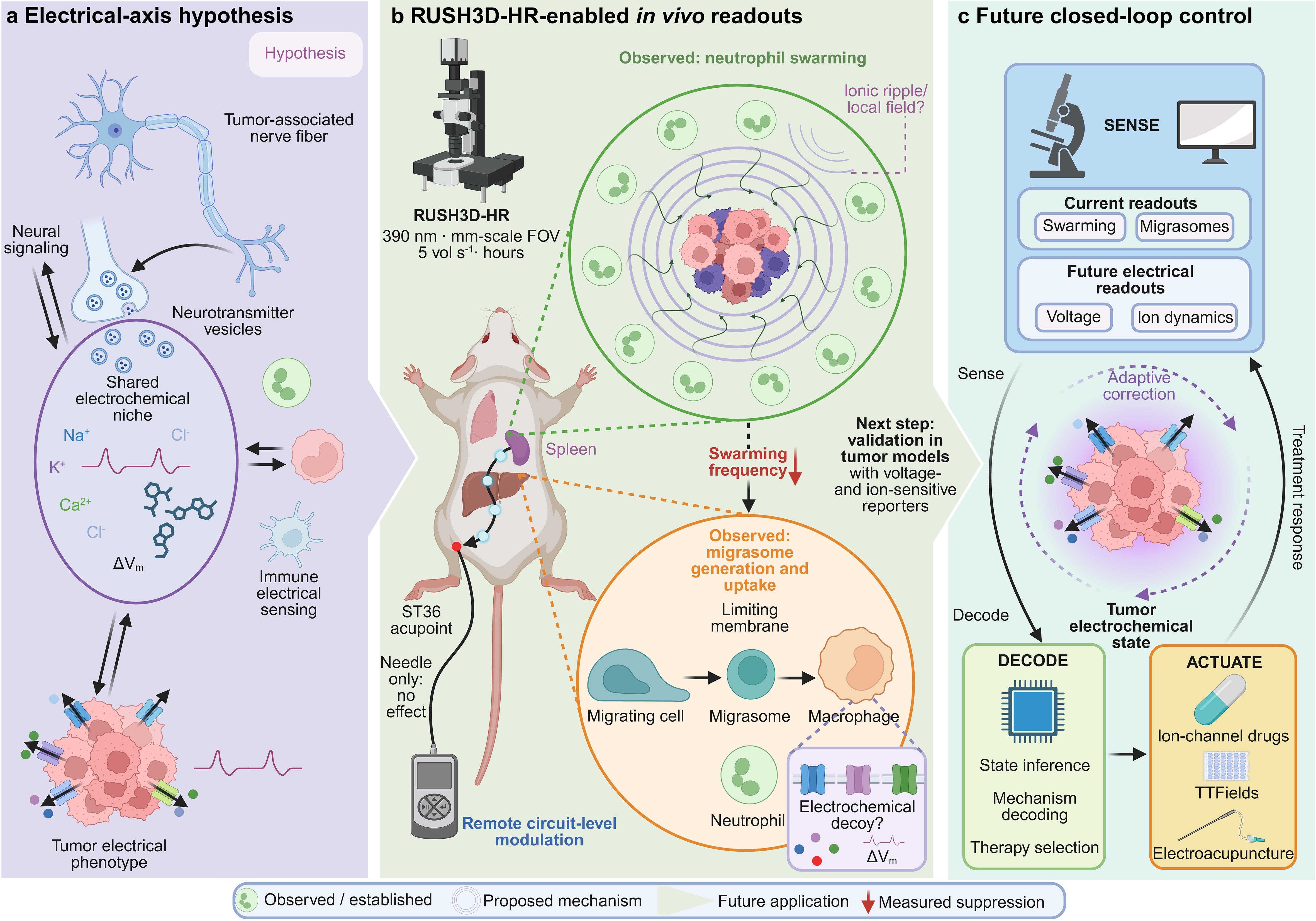 RUSH3D-HR readouts and testable tumor-nerve-immune electrical-axis hypotheses.