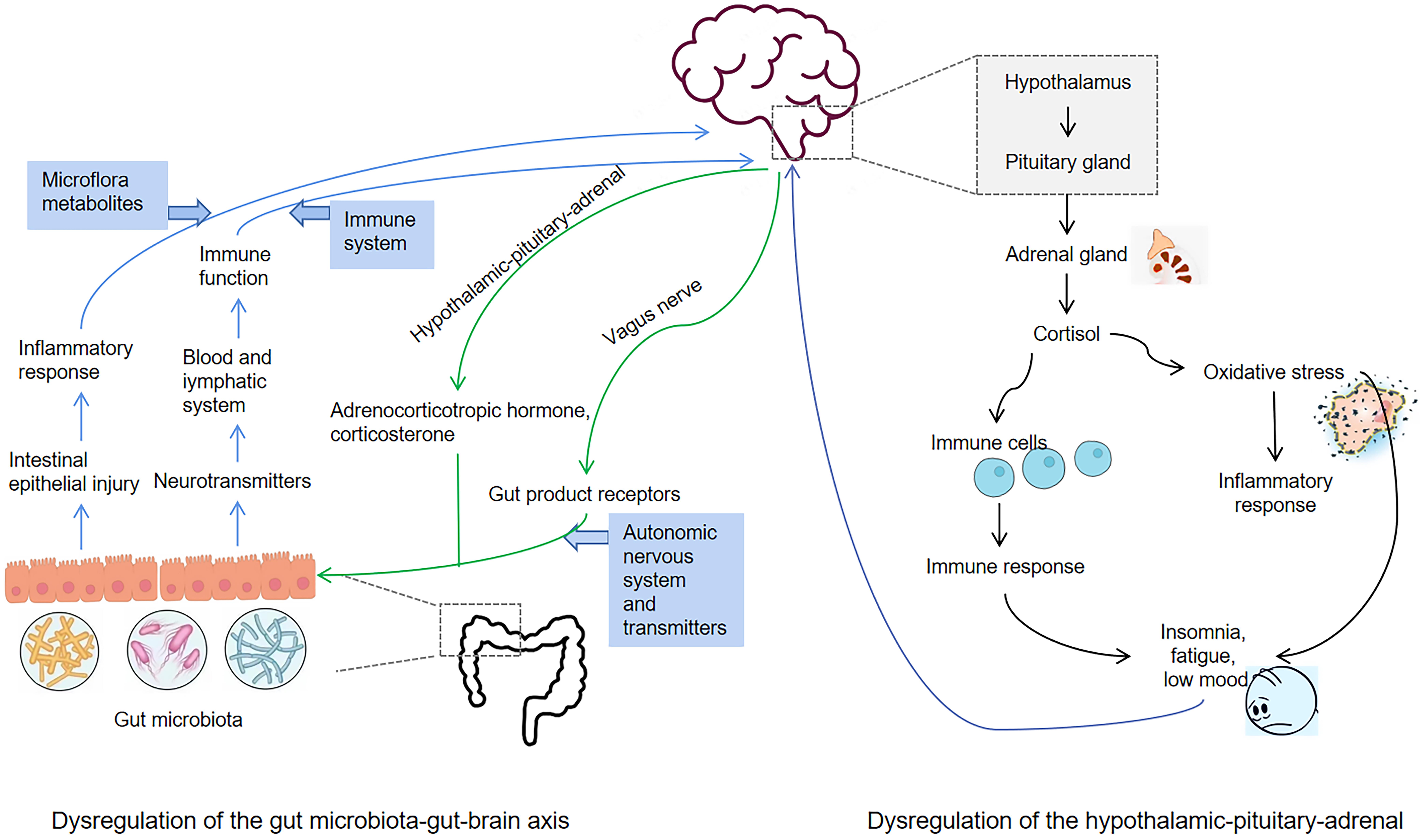 Pathogenesis of CRF in dysfunction of the hypothalamic pituitary-adrenal (HPA) axis, disruption of the gut and microbiota-gut-brain axis.
