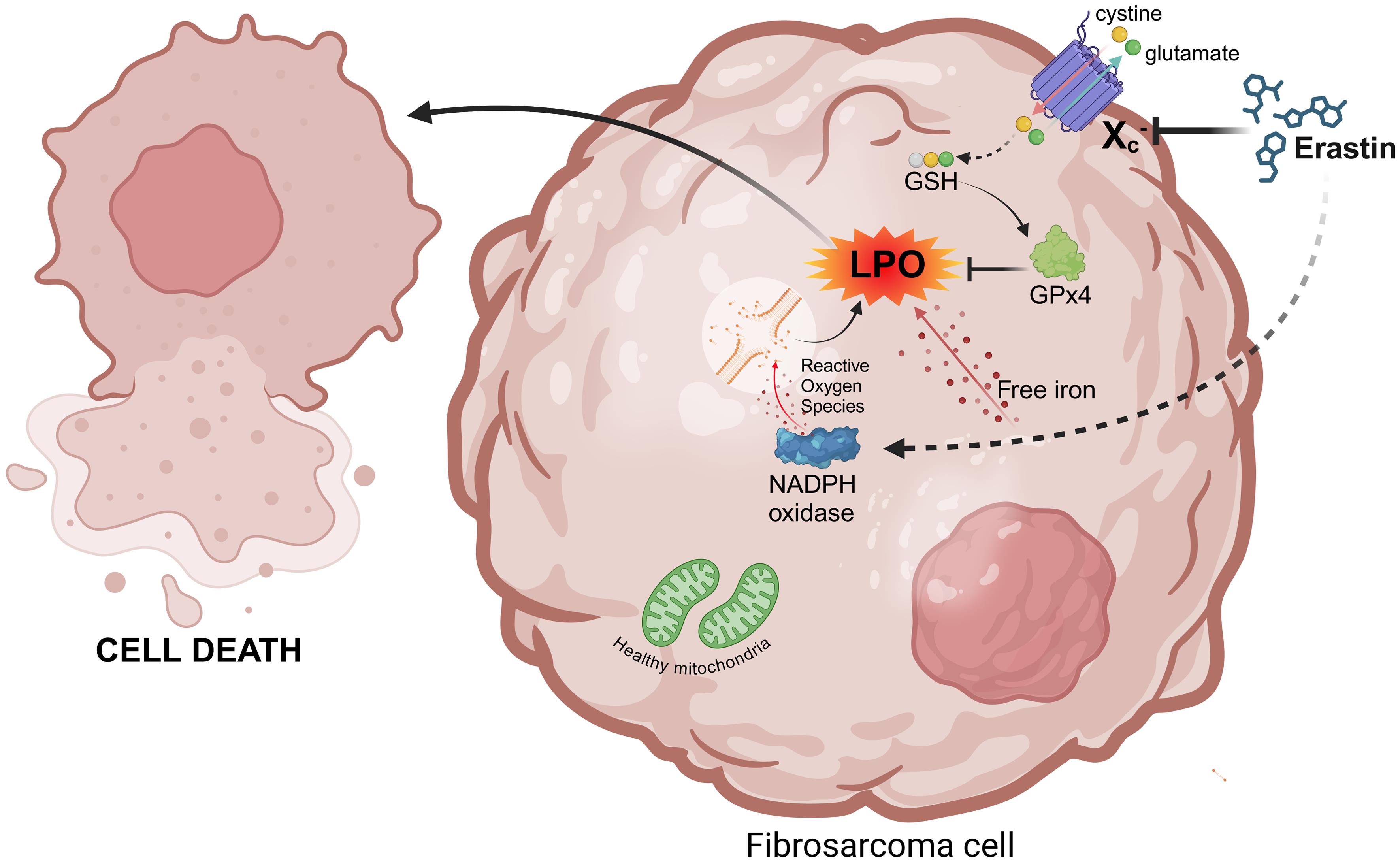 The concept of ferroptosis in cancer cell death in response to specific stimuli.