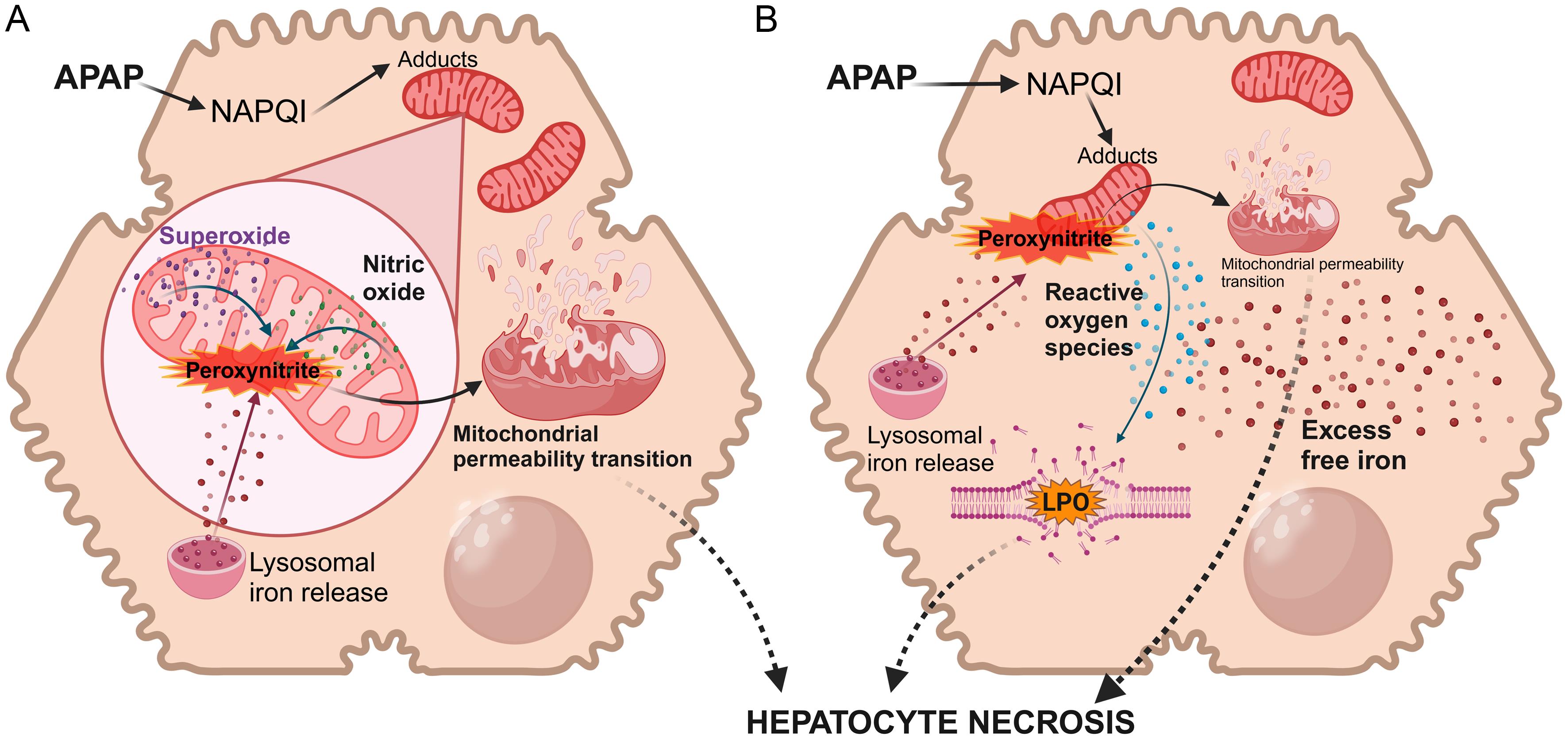 Lipid peroxidation and acetaminophen-induced cell death.