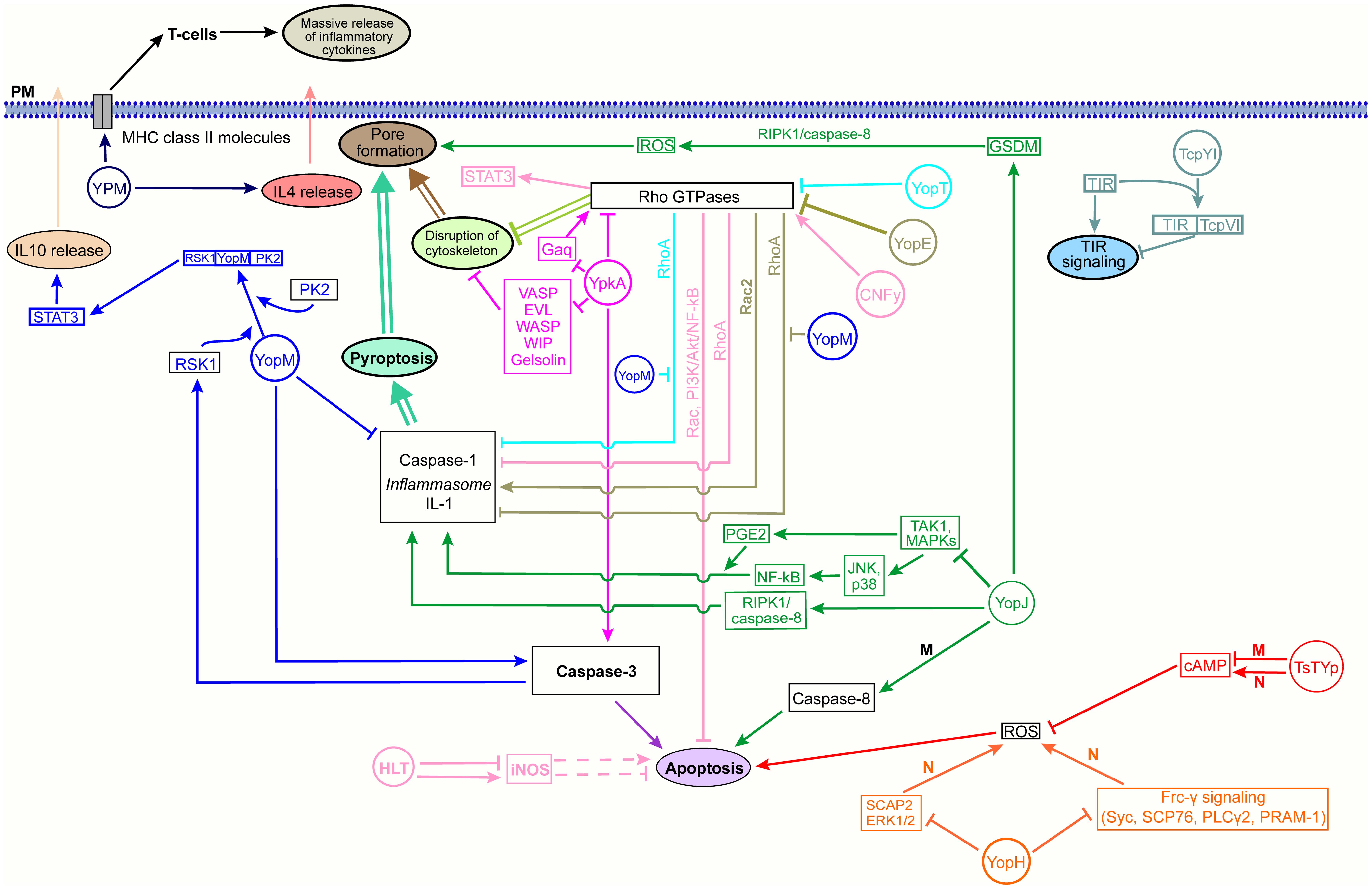 Scheme of modulation of signaling pathways in phagocytes by protein effectors/toxins of <italic>Yersinia pseudotuberculosis</italic>.