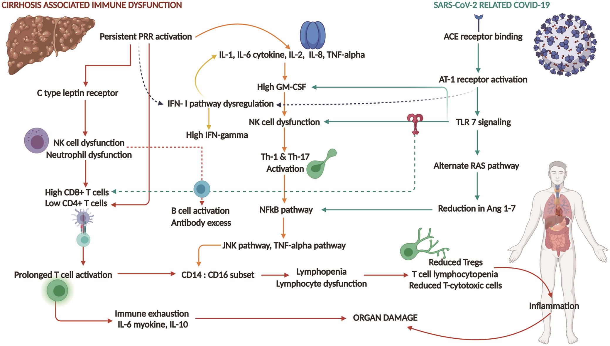 Schematic diagram showing common components and pathways driving cirrhosis-associated immune dysfunction and novel coronavirus-related disease.