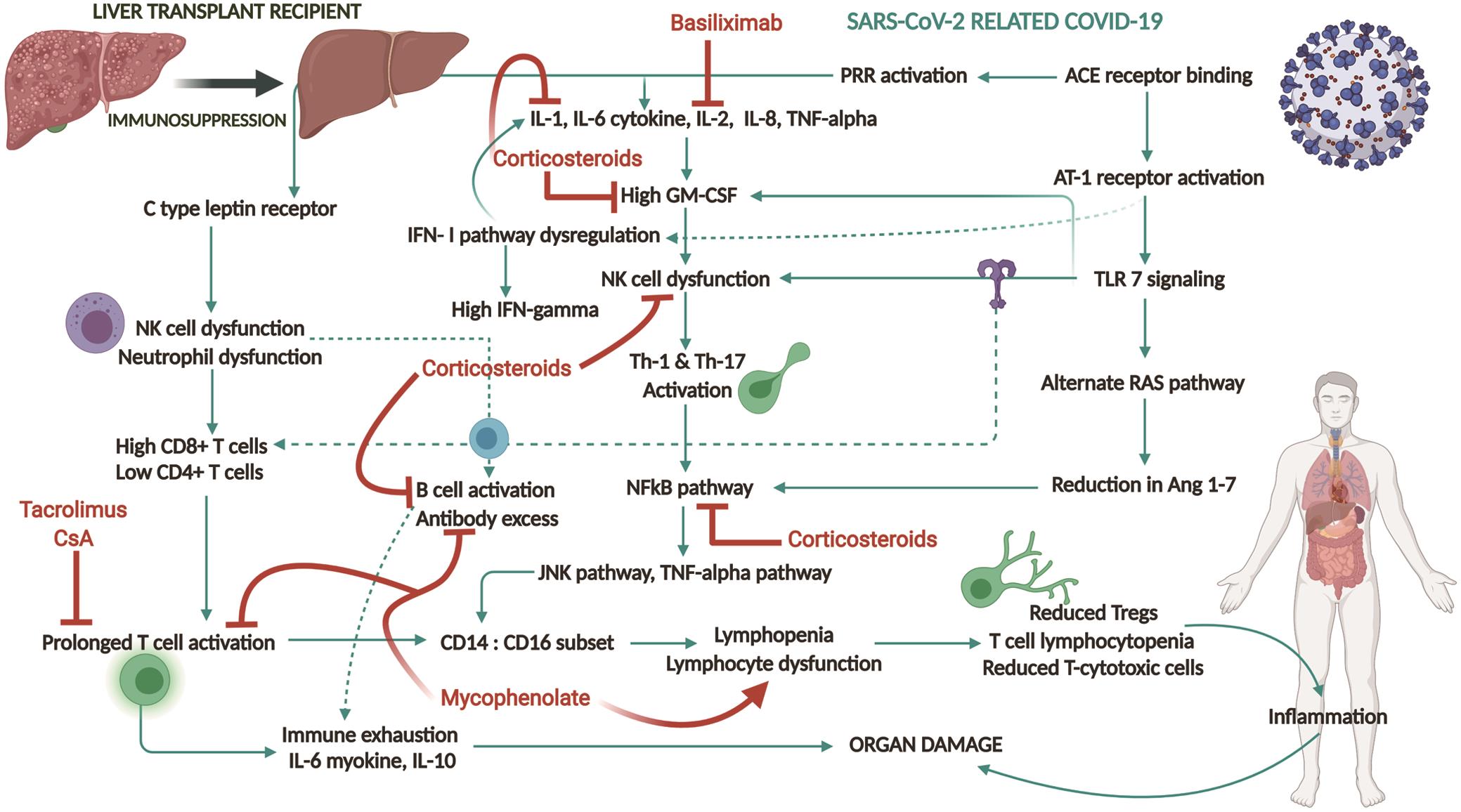 Schematic diagram showing immunopathogenesis of COVID-19 and immunology of liver transplant recipients and pathways affected by IS that contribute to disease progression or reduction in clinical severity.