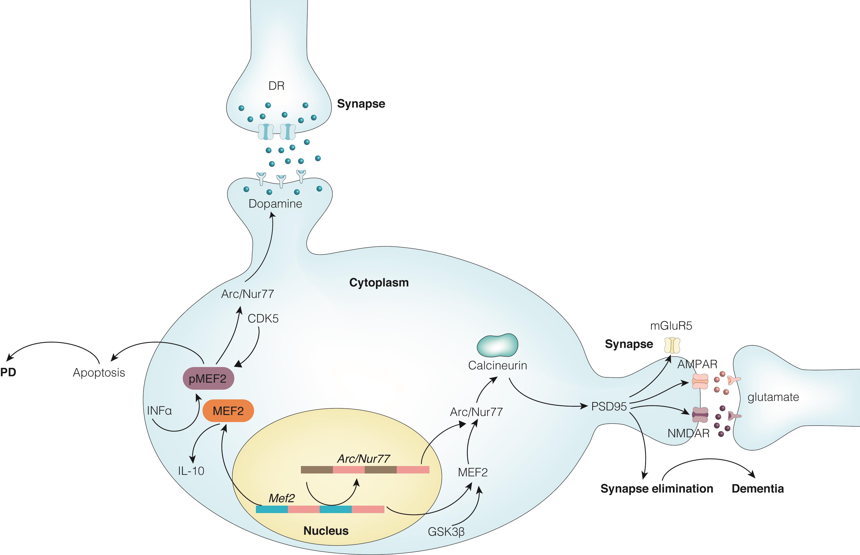 A summary of the effects of MEF2 and the signaling pathways involved in synapse elimination and Parkinson’s Disease.