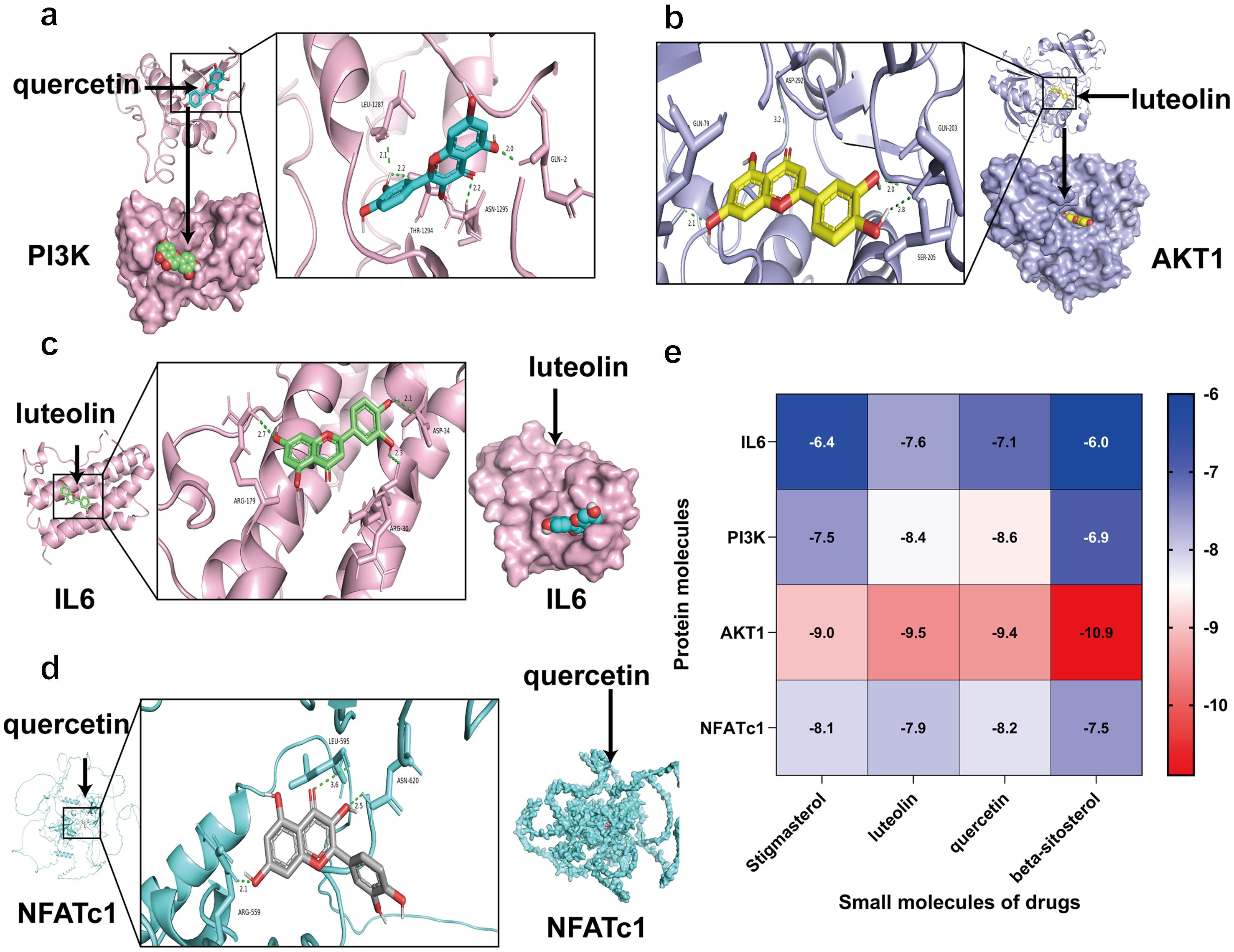 Molecular docking of the main components of HXTL and pathway-related proteins.