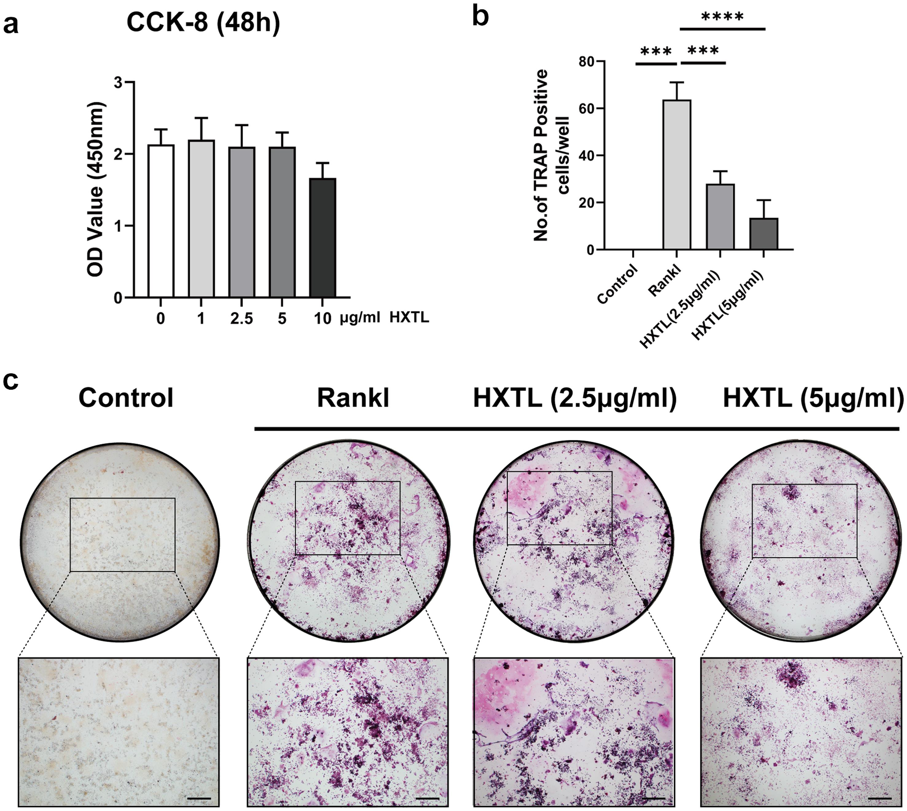HXTL suppressed RANKL-mediated osteoclast differentiation.