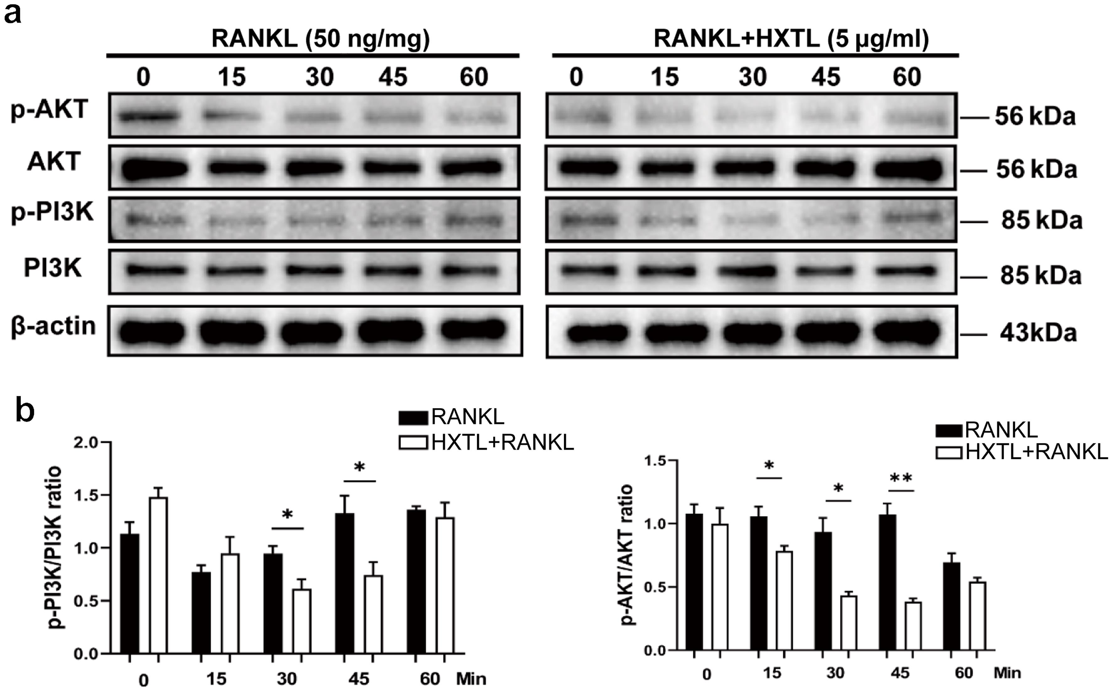 HXTL inhibited the PI3K-AKT signaling pathway during osteoclastogenesis in RAW264.7 cells.