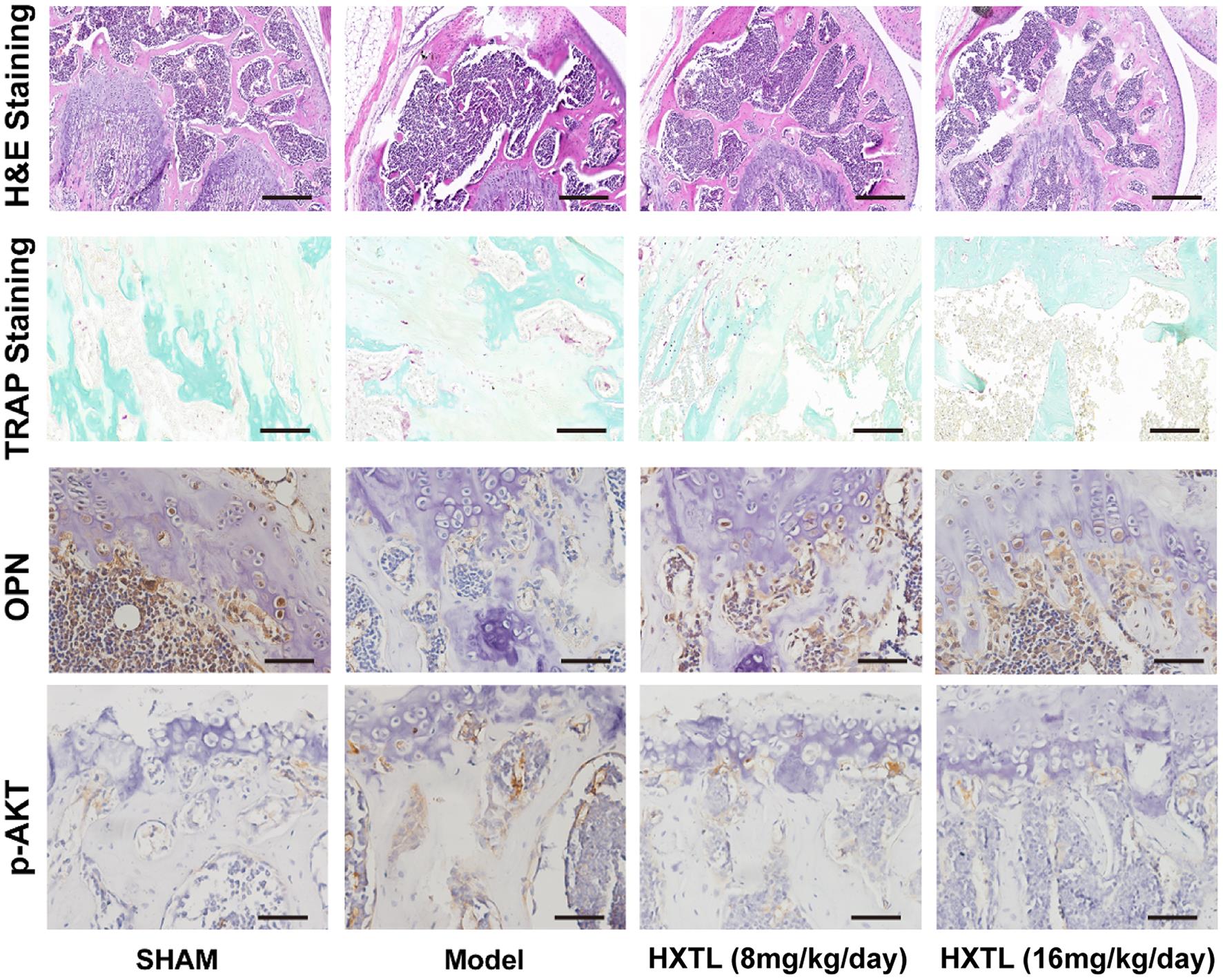 Histological analysis.