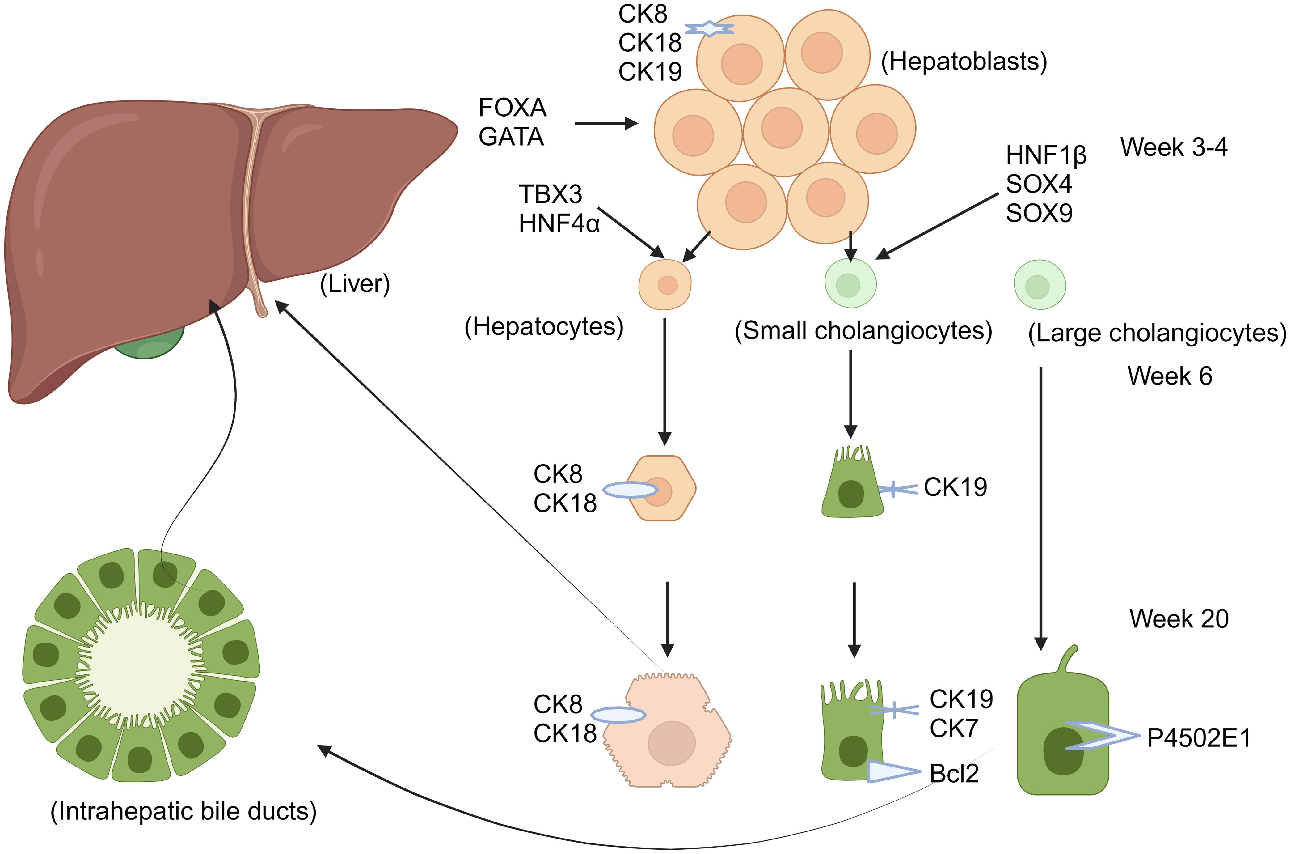 Hepatoblasts begin to differentiate under the action of FOXA and GATA.