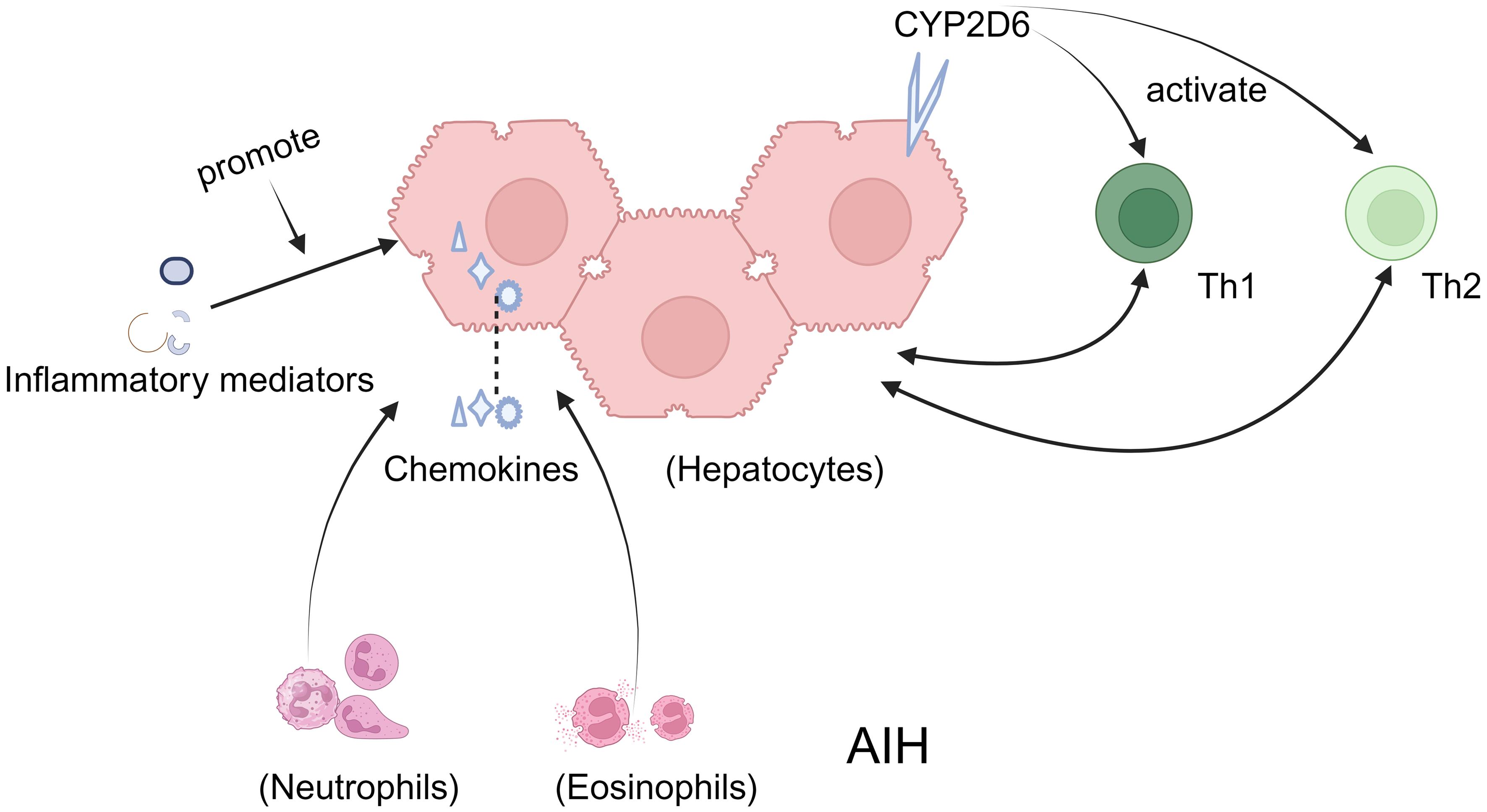 The role of hepatocytes in AIH.