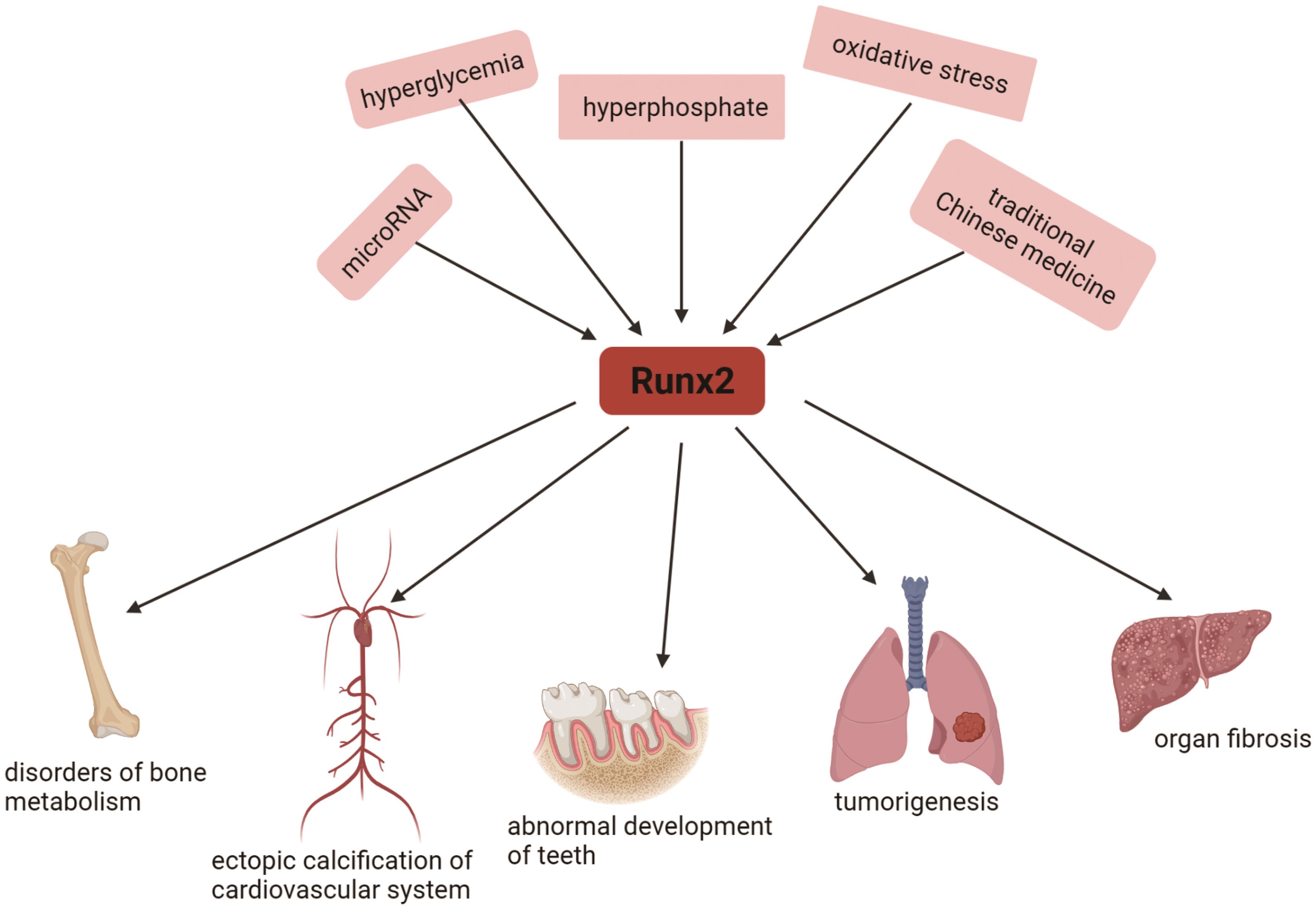 Pathogenic potential of Runx2