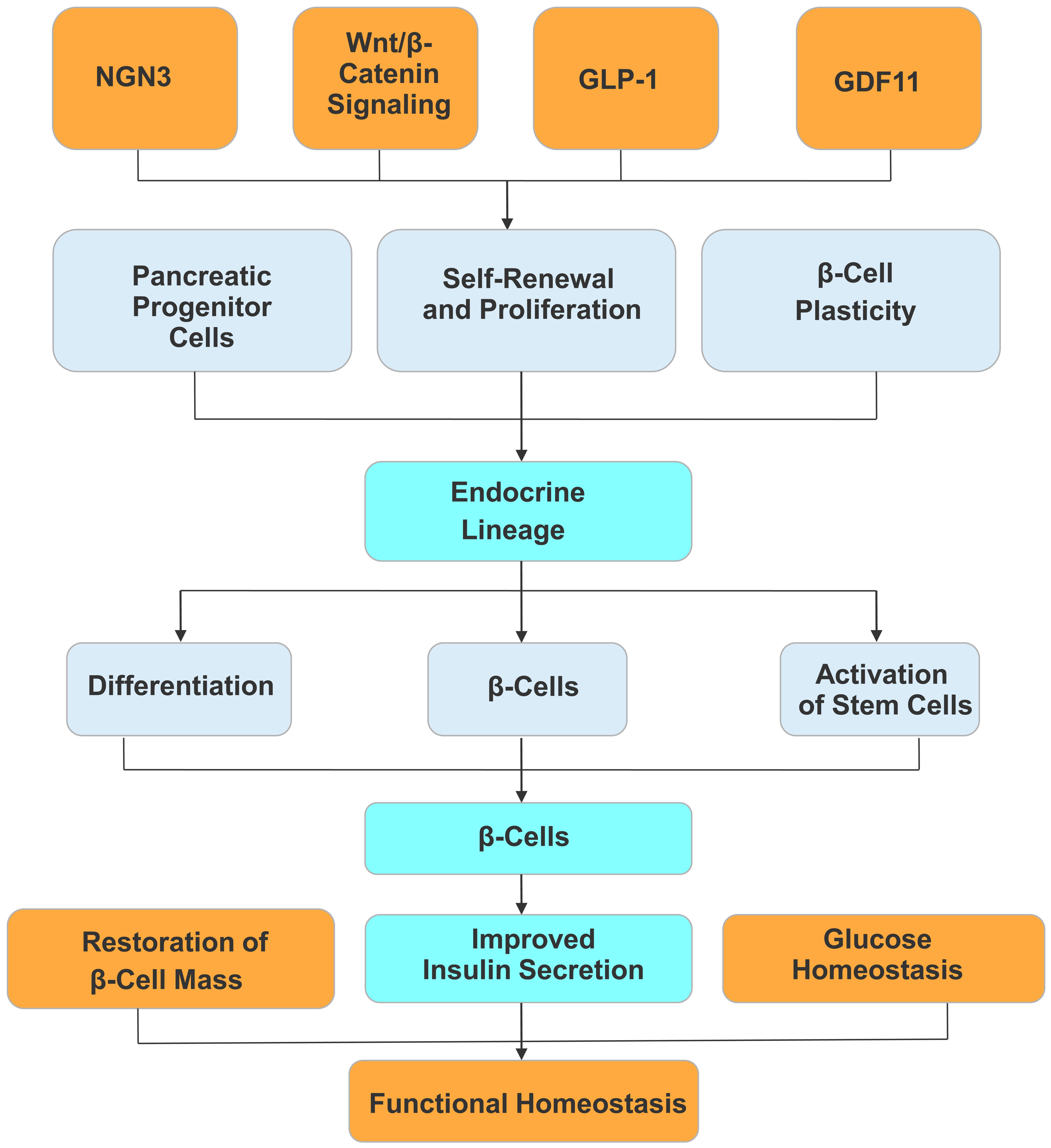 Integrated signaling pathways governing pancreatic β-cell regeneration and functional homeostasis.
