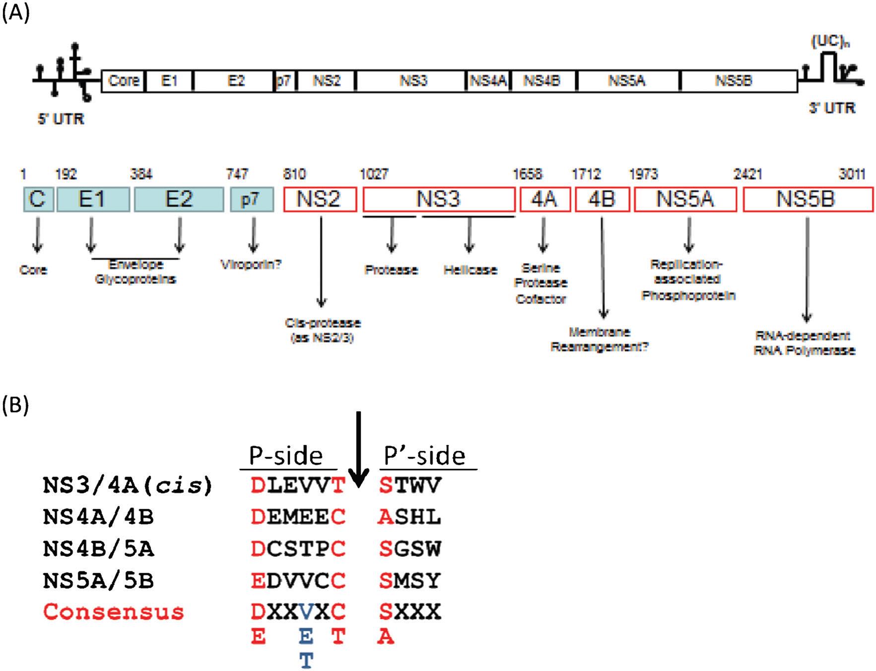 HCV genome organization and biological functions