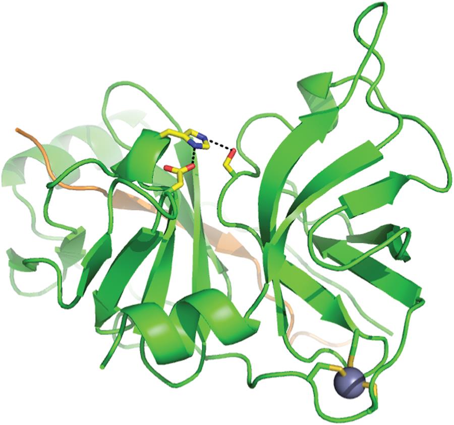 Crystal structure of HCV NS3/4A