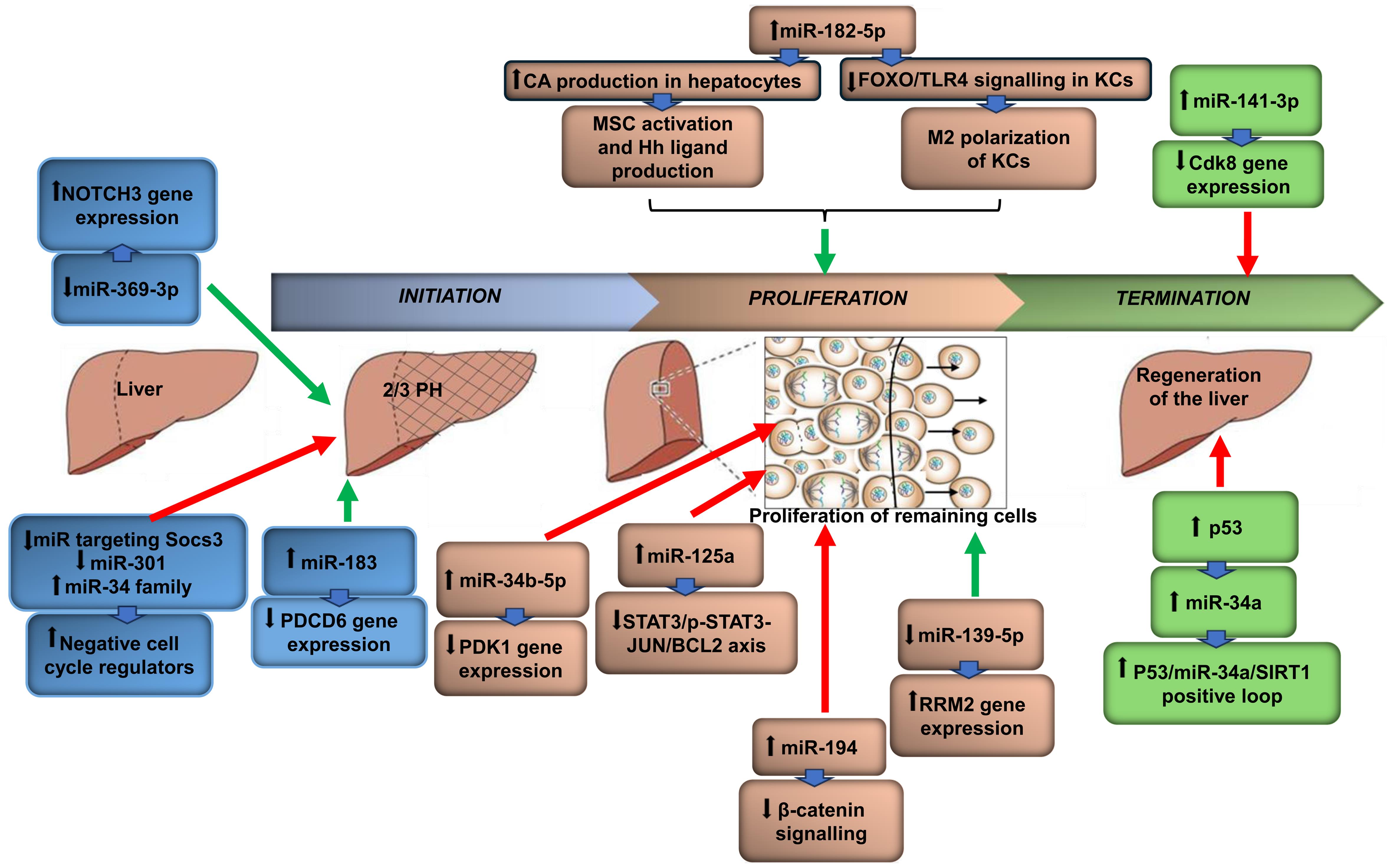 miRNA changes modulating initiation, proliferation, or termination phases of liver regeneration.