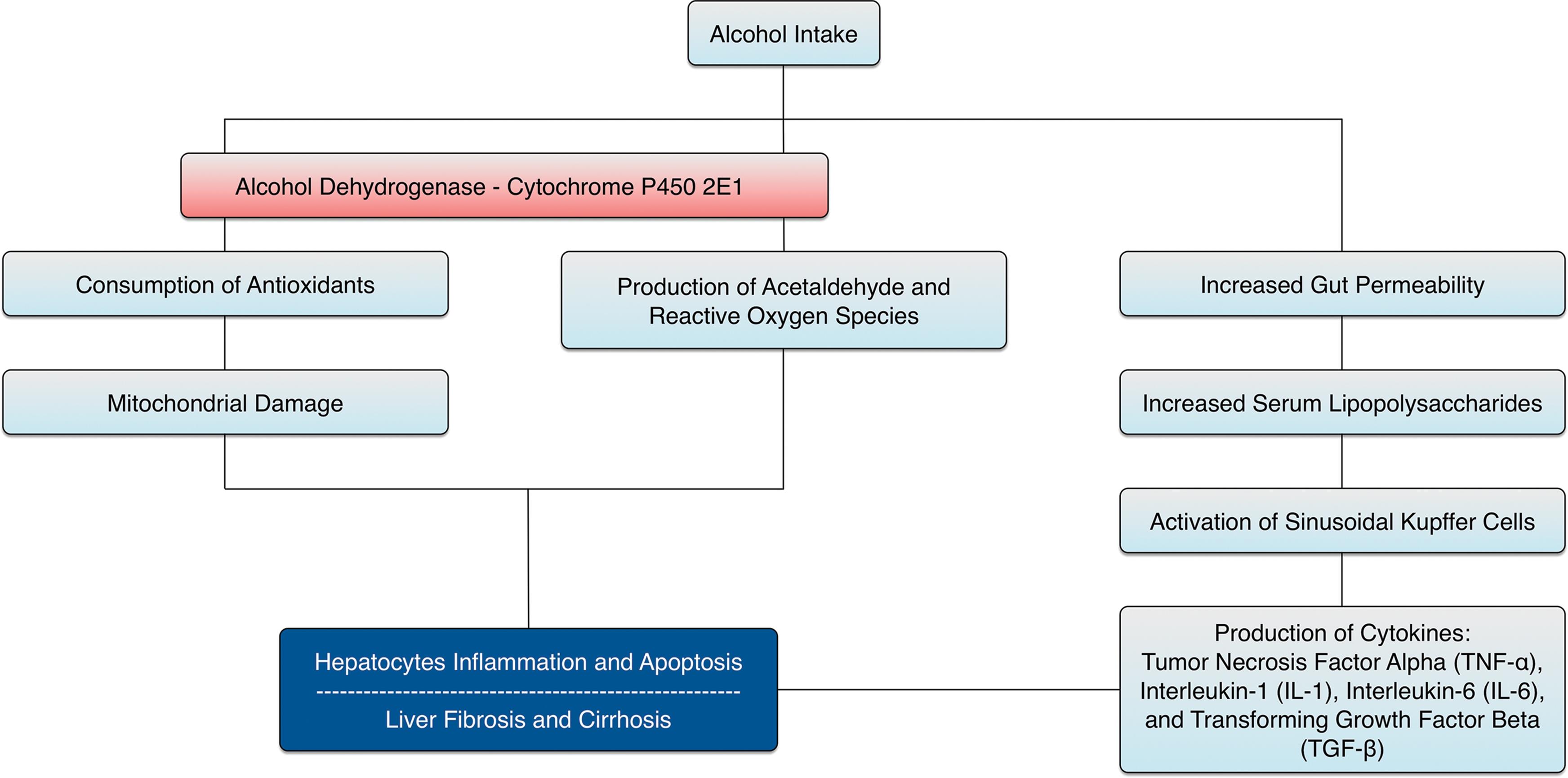 Pathogenesis of alcoholic liver disease.