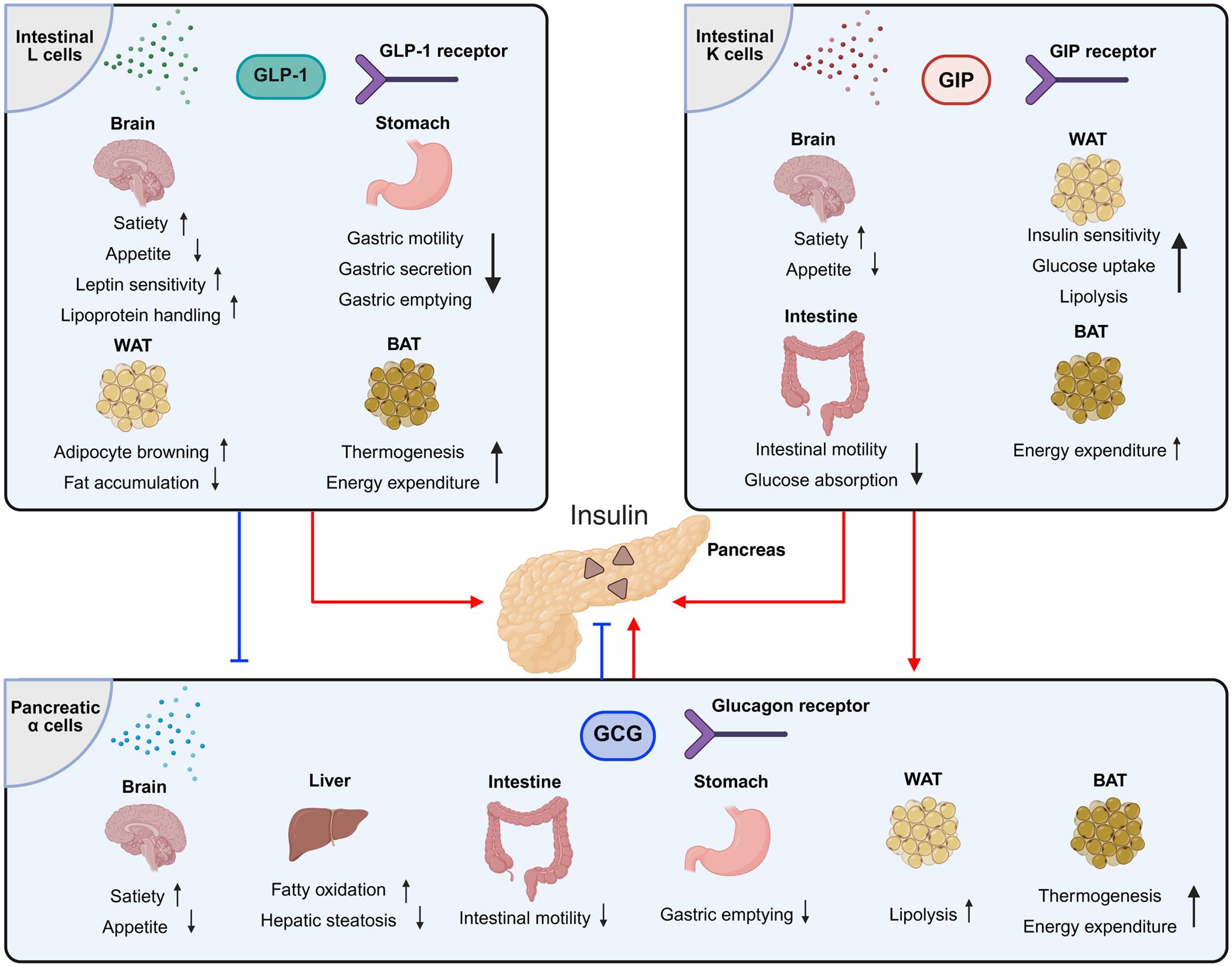 Overview of the proposed routes of action of the incretin effect (e.g., GLP-1, GIP).