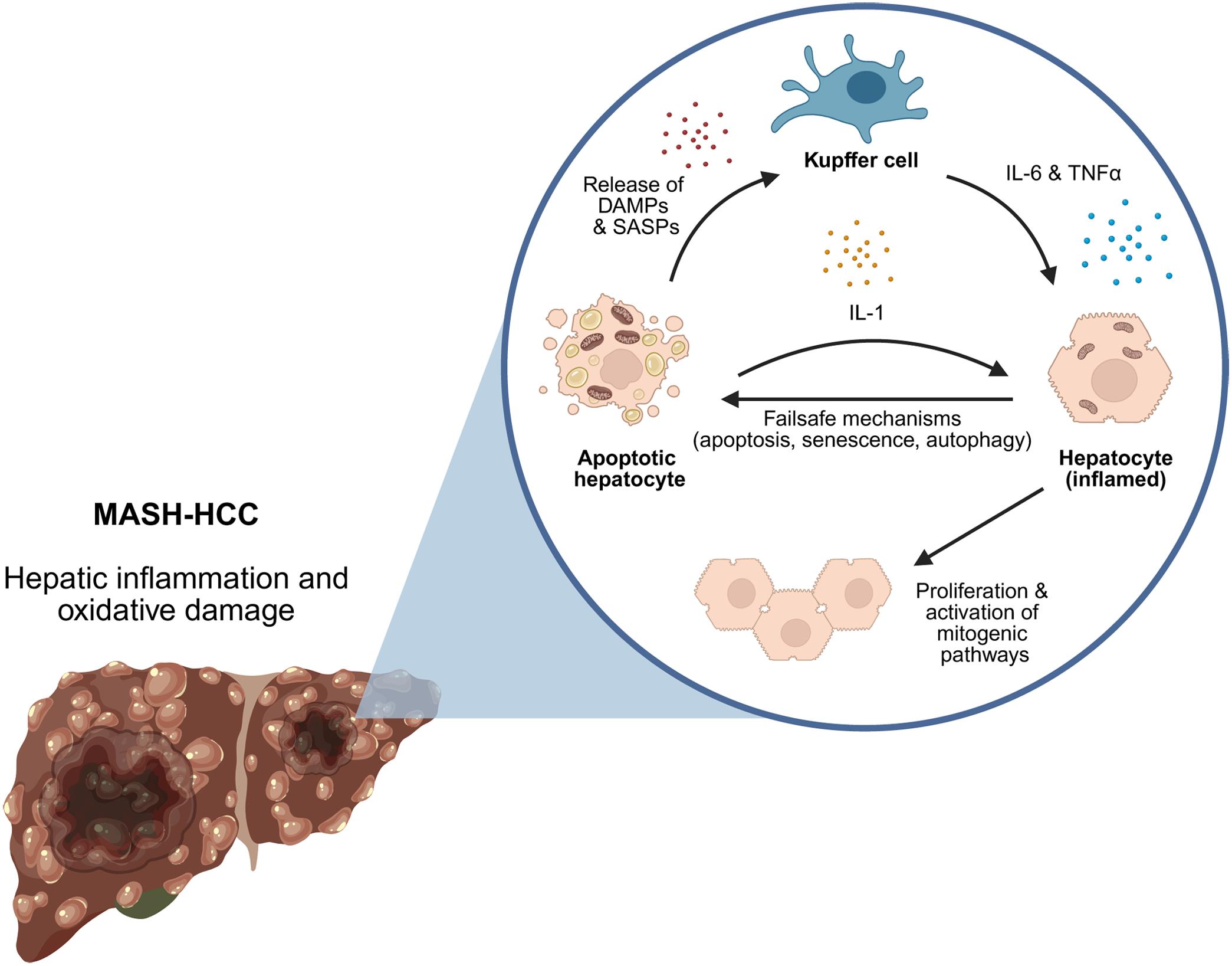 Hepatic inflammation and oxidative damage at the cellular level.