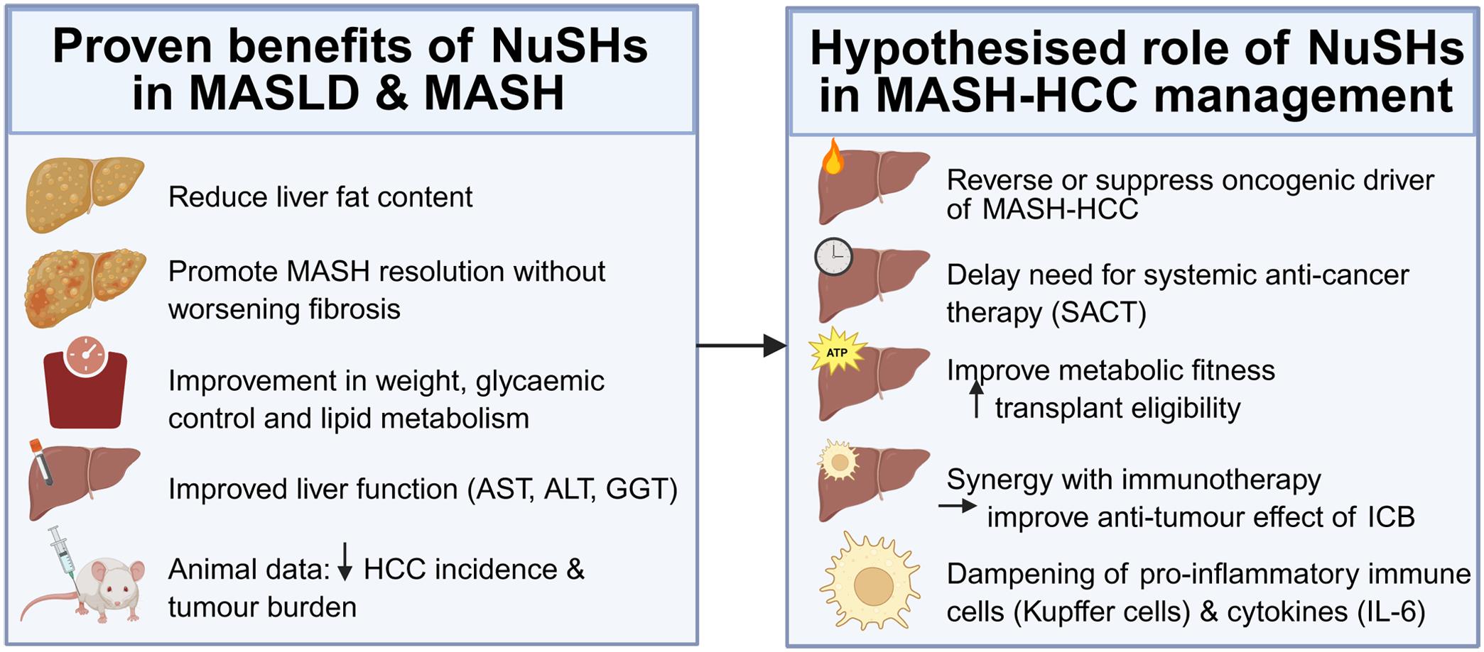 Summary of the proven benefits of NuSHs in the management of MASLD and MASH (left panel) and hypothesized benefits of NuSHs in the context of MASH-HCC (right panel).