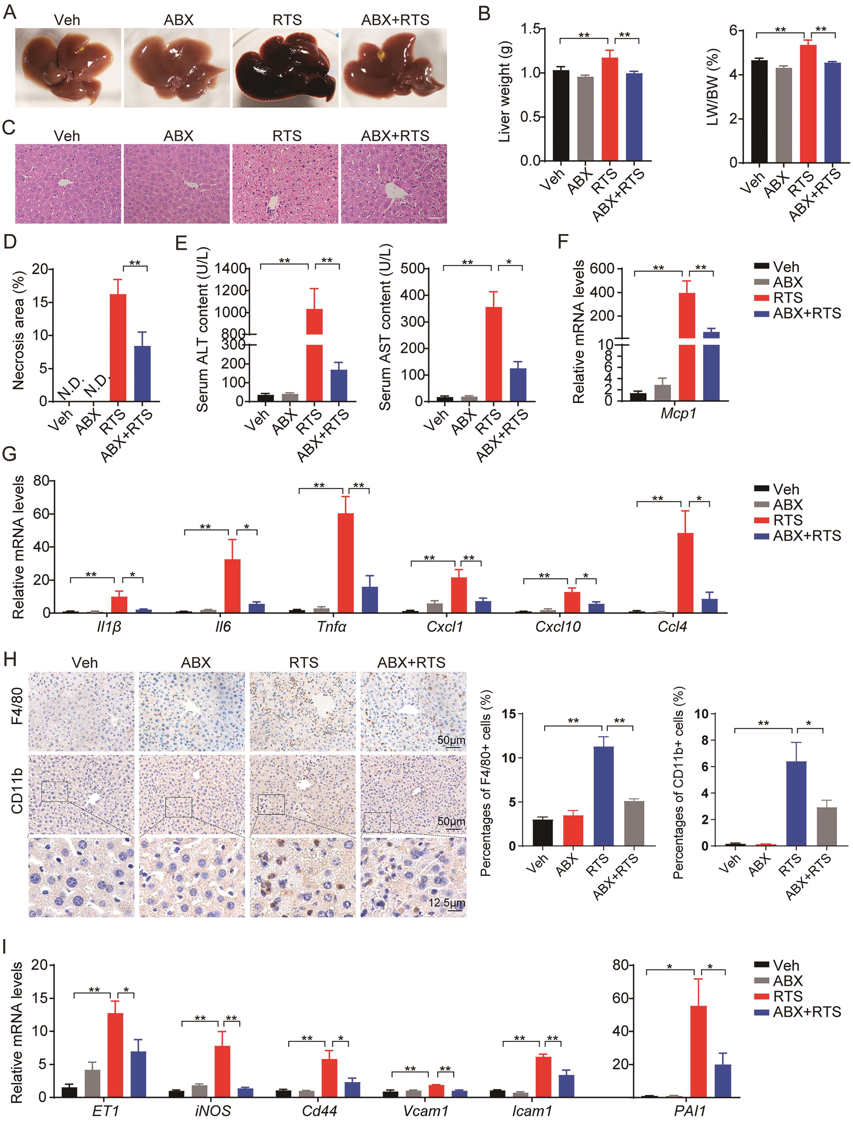 Gut microbiota participates in RTS-induced HSOS in male C57BL/6 mice treated with RTS for 24 h with or without ABX pretreatment.