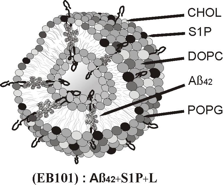 Biophysical illustration of the EB101 vaccine liposome.