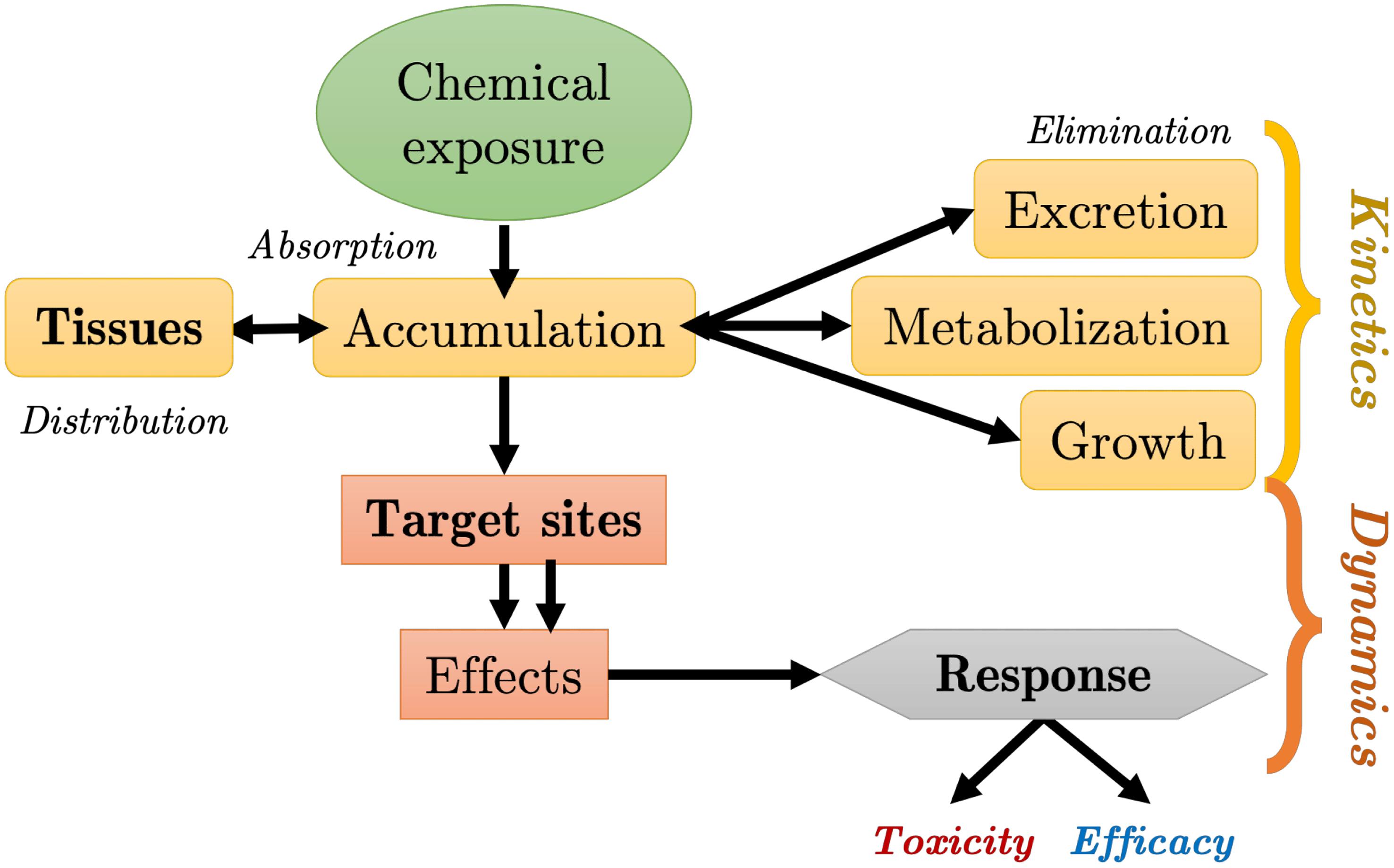 Absorption, distribution, metabolism, and excretion processes and their relationships with effects and responses within living organisms, leading to toxicity or efficacy depending on the chemical substance they are exposed to.