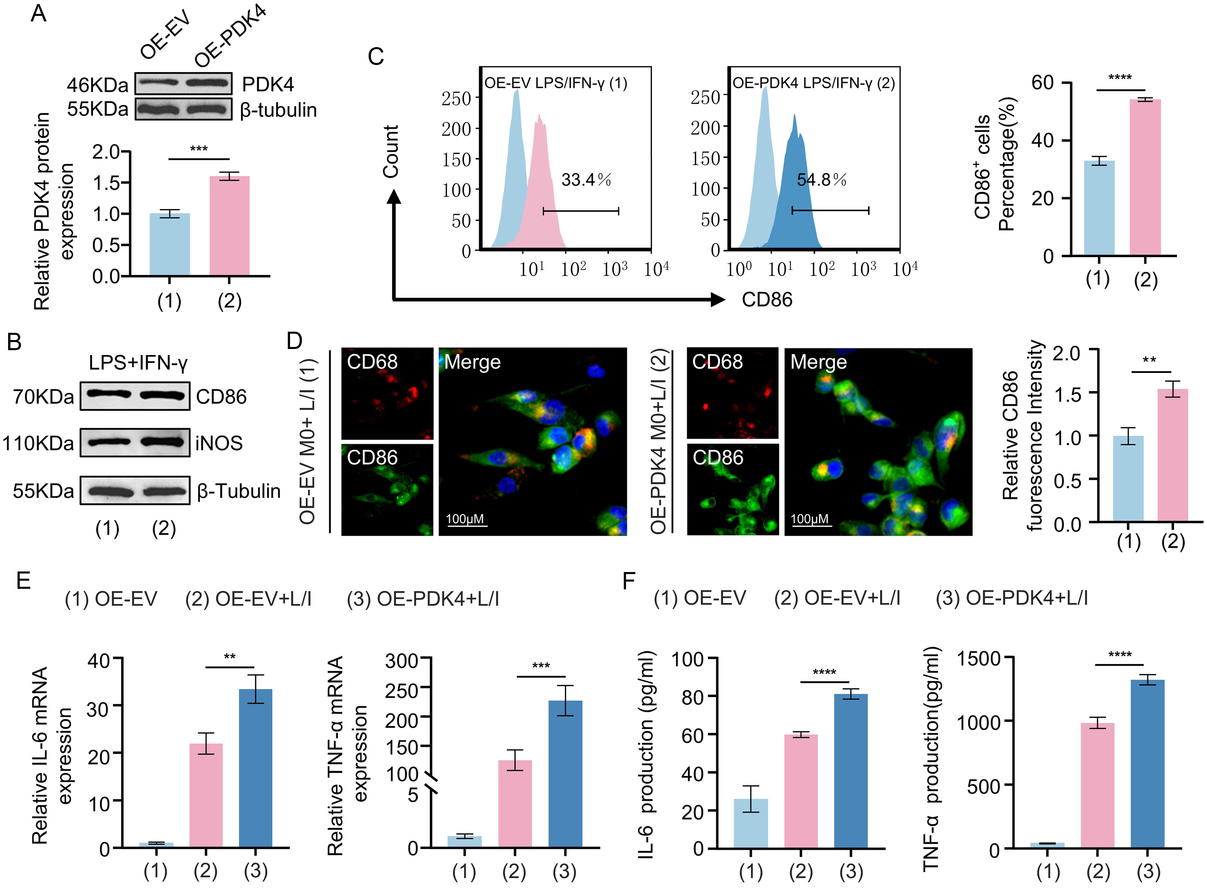 Effects of PDK4 overexpression on M1 polarization markers in THP-1 macrophages.