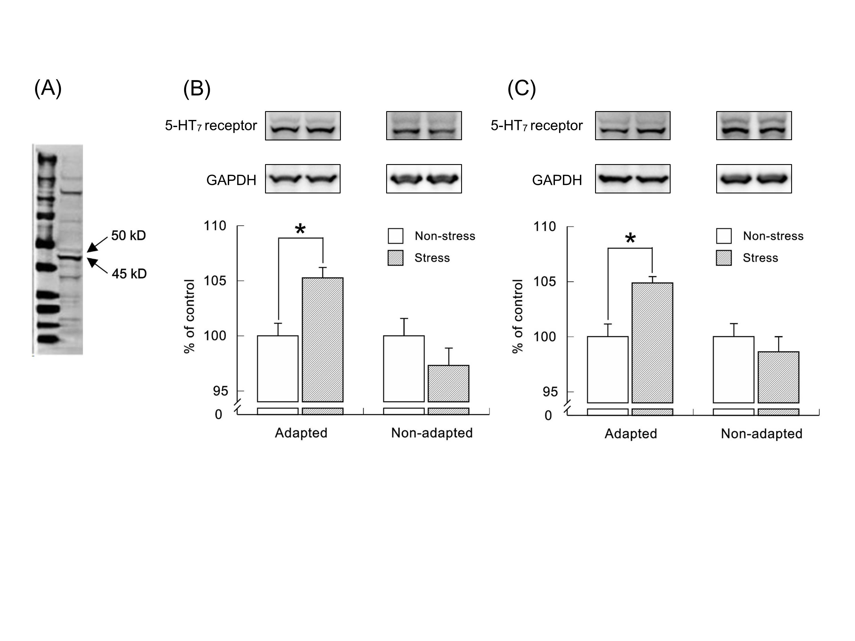 Changes in 5-HT<sub>7</sub> receptor expression in the frontal cortex and hippocampus of mice exposed to adaptable or unadaptable stress.