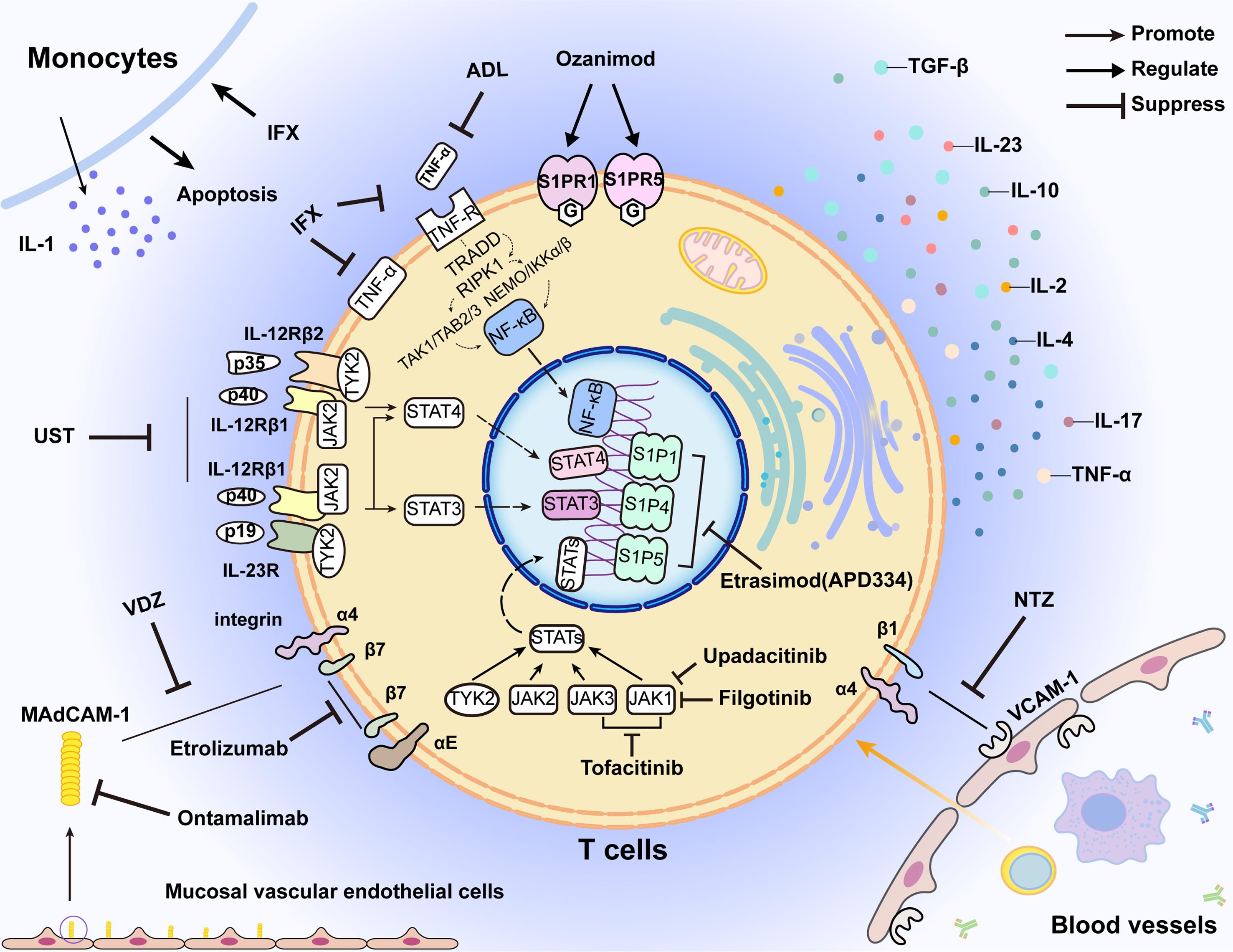 Mechanisms of BAs impacting immunologic balance in IBD.