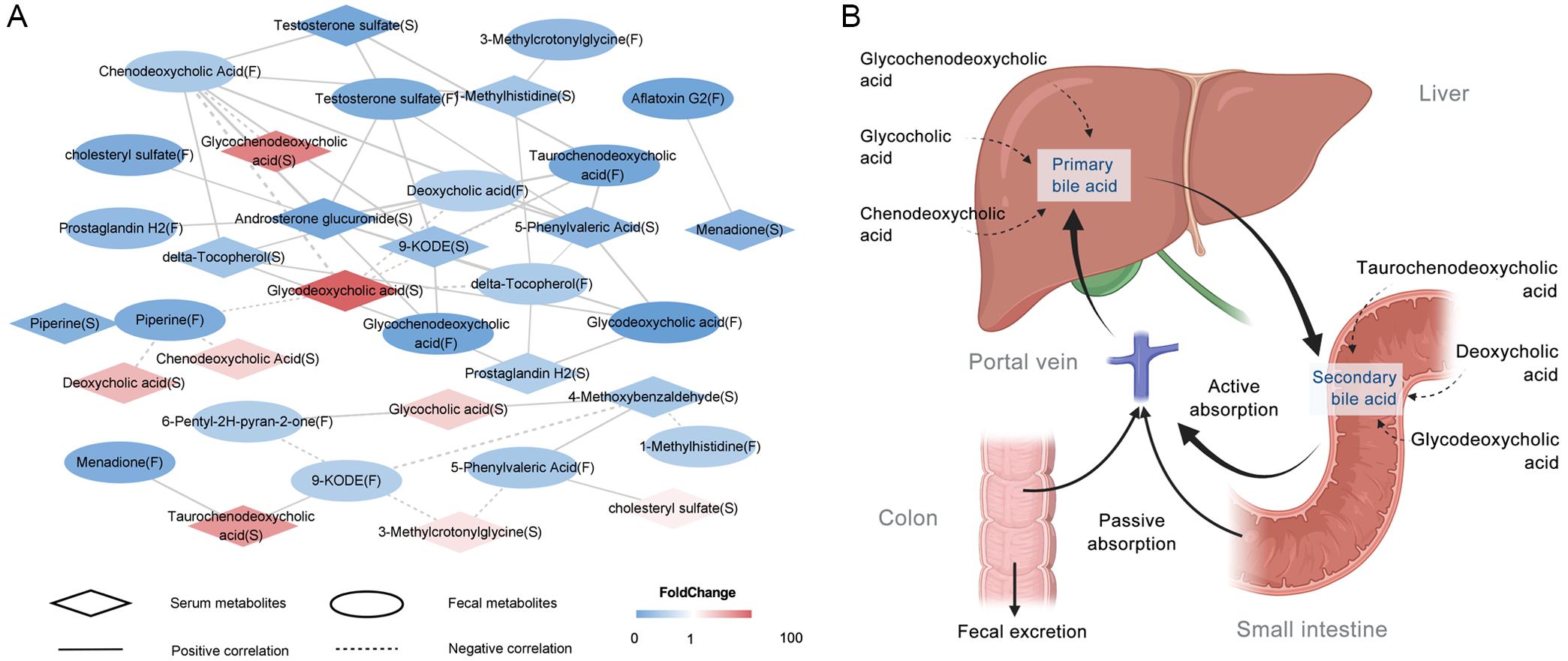 Bile acid metabolism alterations indicated by inter-correlation networks of overlapping serum and fecal metabolites.