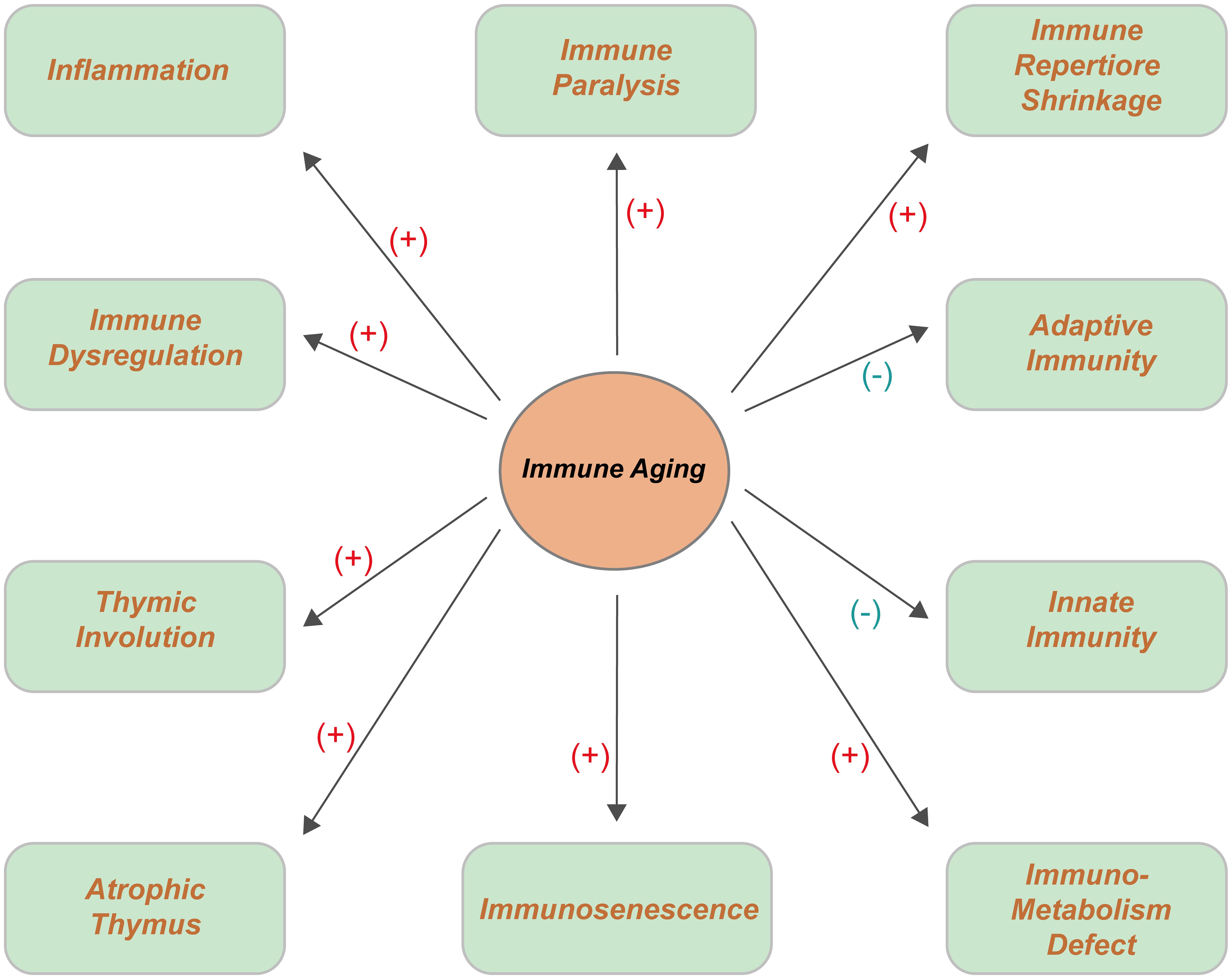 Summary of the impact of immune aging on immune cell function.
