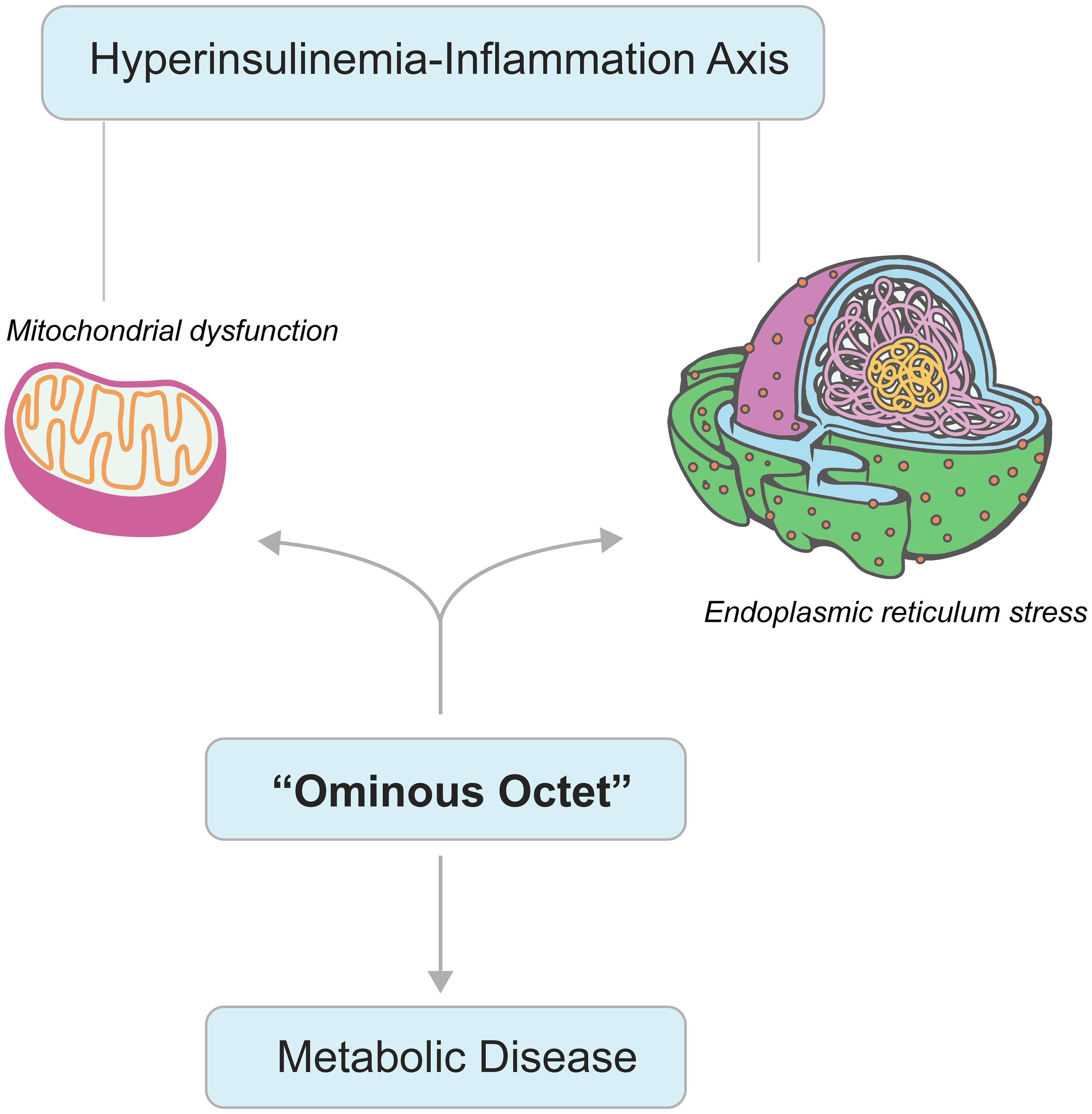 Organelle dysfunction in insulin resistance (IR) and metabolic disease.