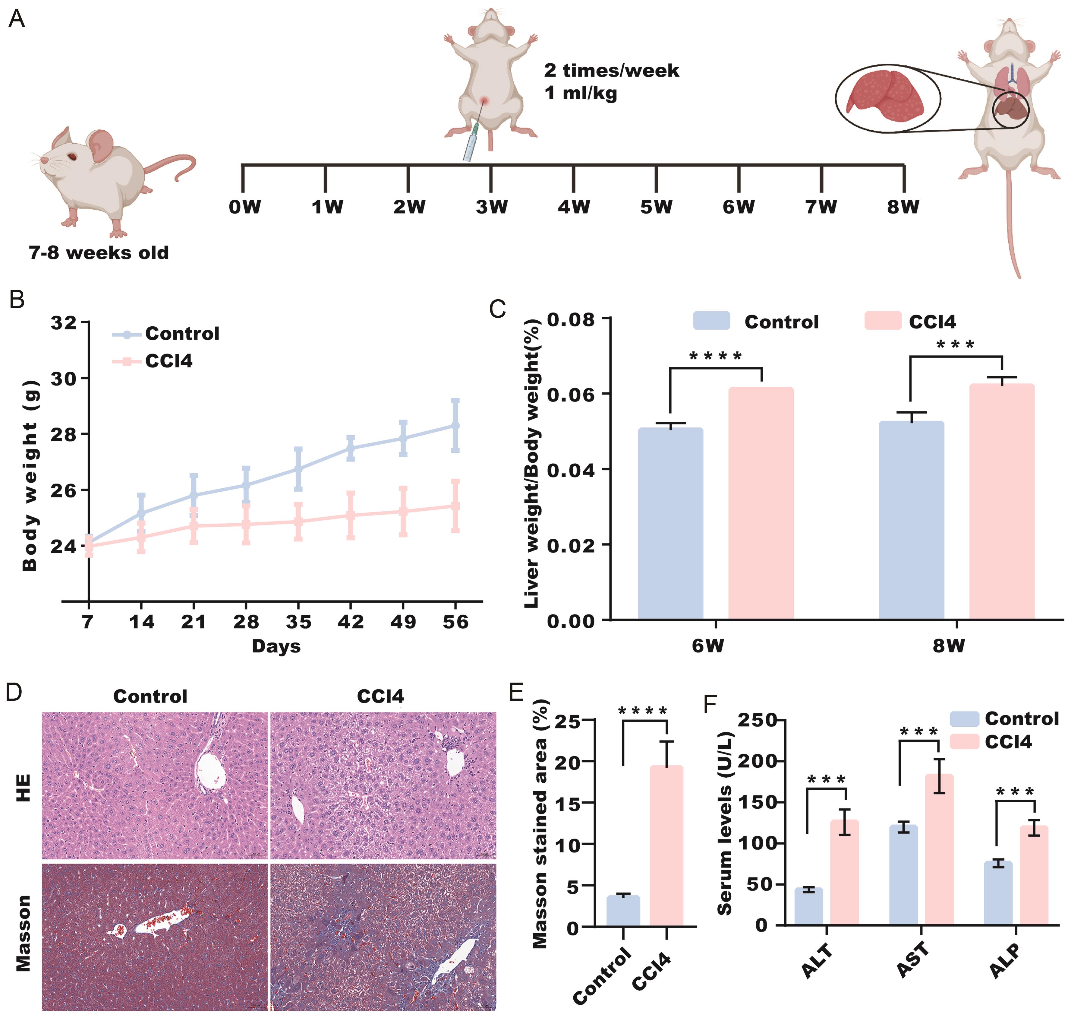 Construction of CCl4-induced liver cirrhosis mice model.