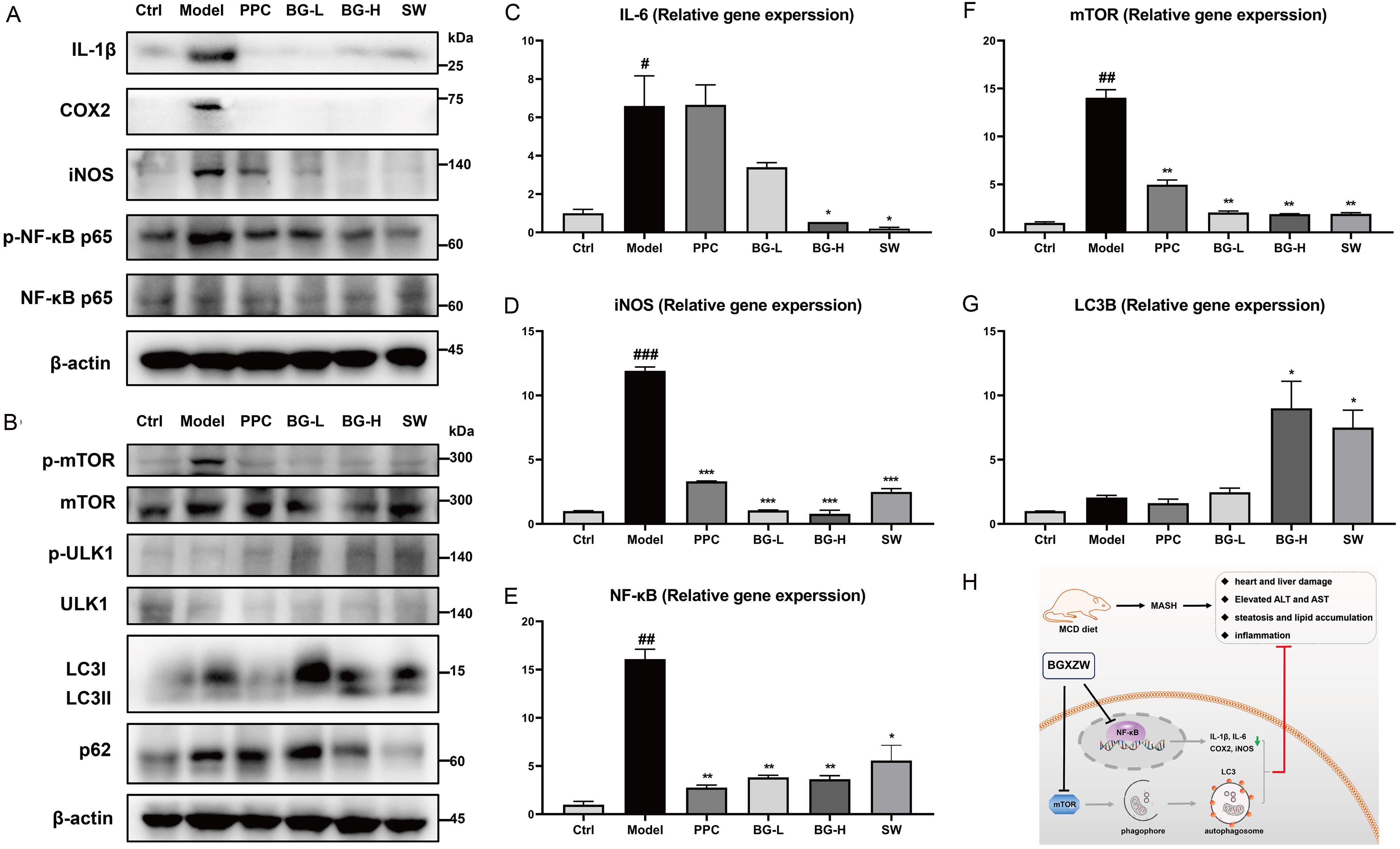 Effect of BGXZW on on the levels of inflammation and autophagy related proteins and mRNA.