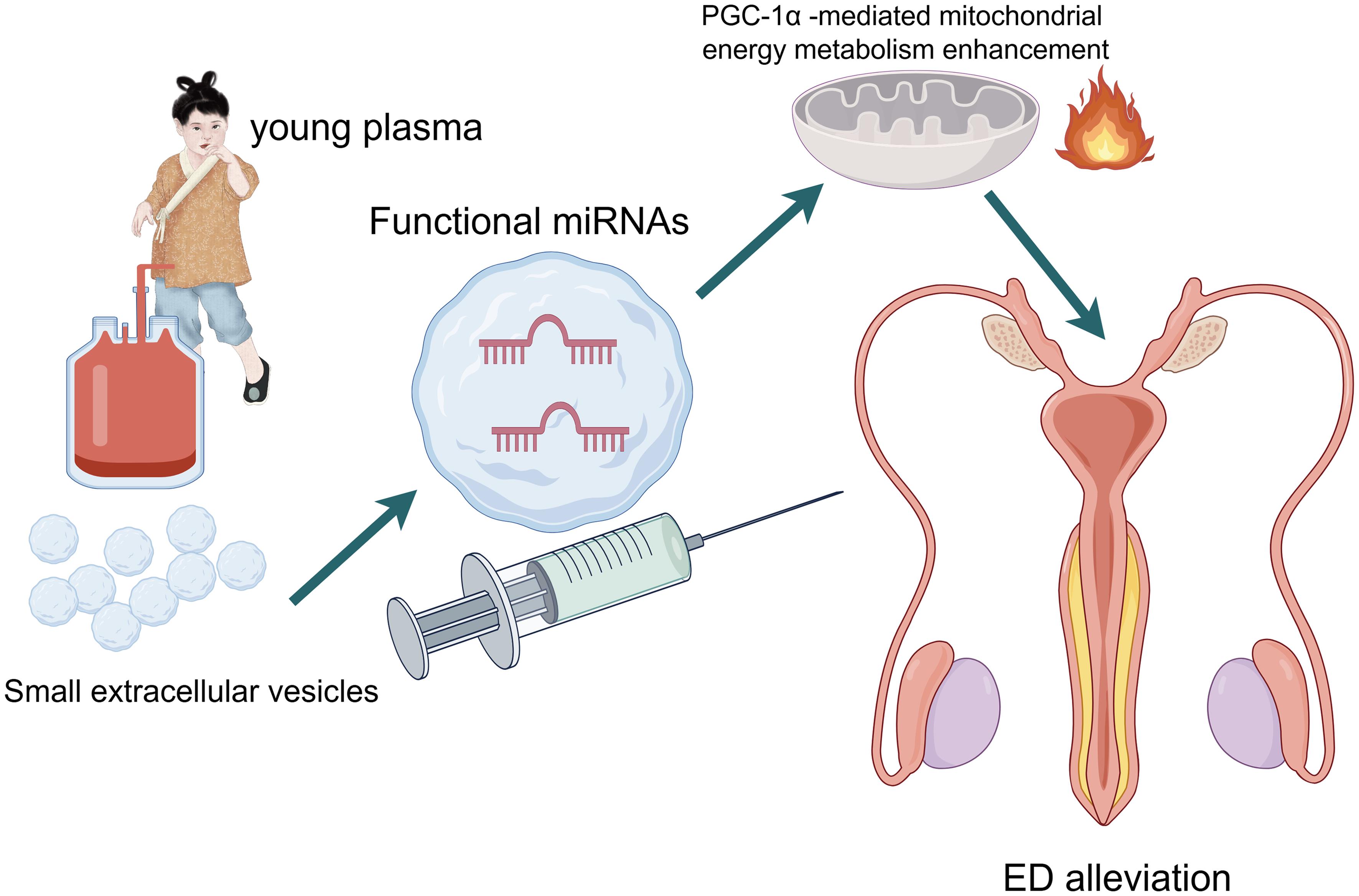 The mechanism of the potential novel therapeutic for treating ED by utilizing small extracellular vesicles from young plasma.