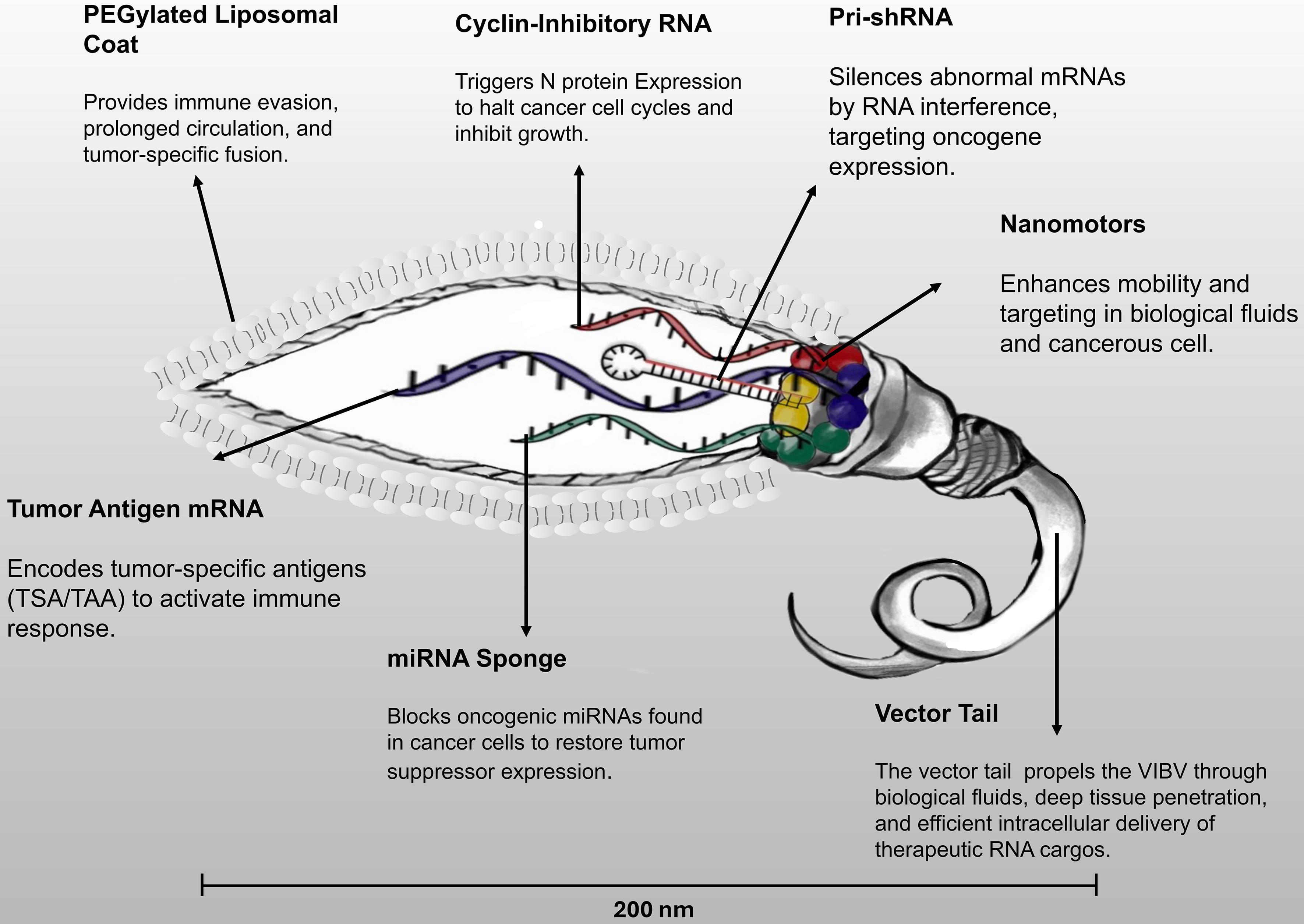 Schematic representation of the VIBV.