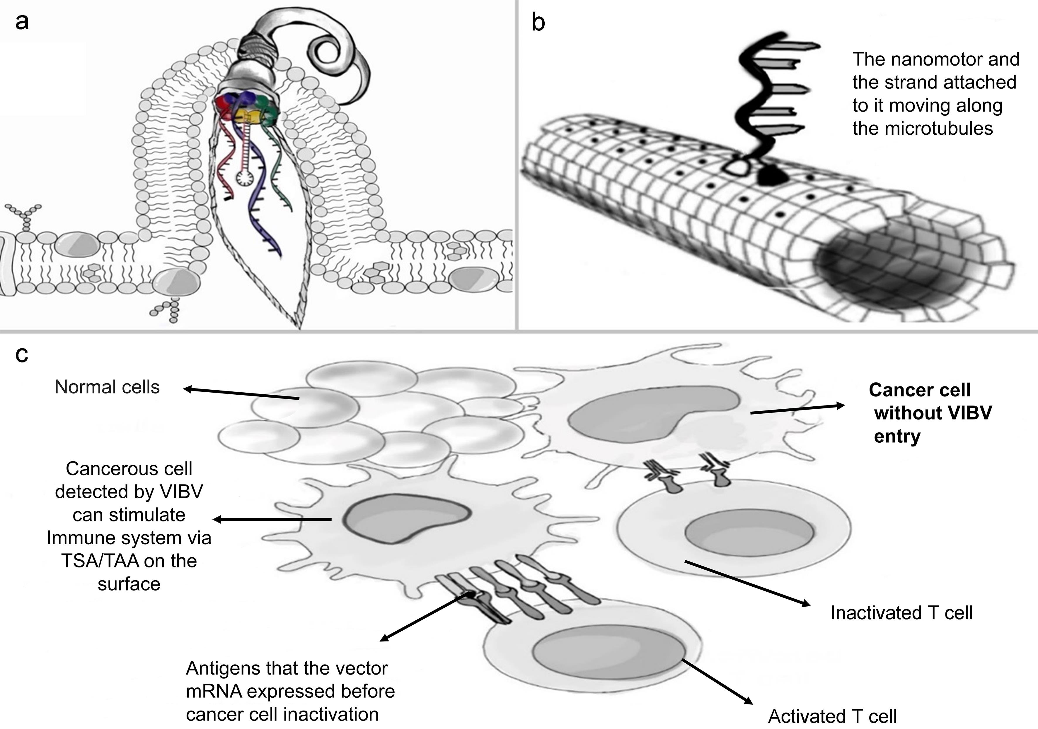 Conceptual mechanism of action of the VIBV.