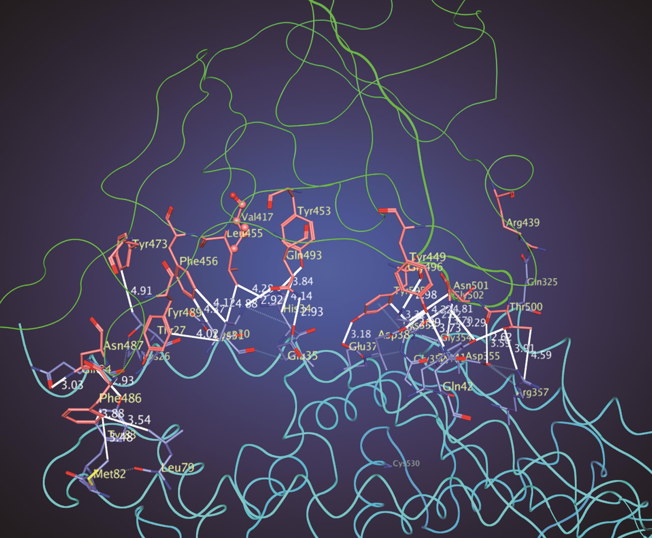 Interface between S1 subunit of S protein (green ribbon, orange residues) and ACE2 (cyan ribbon, light-blue residues).