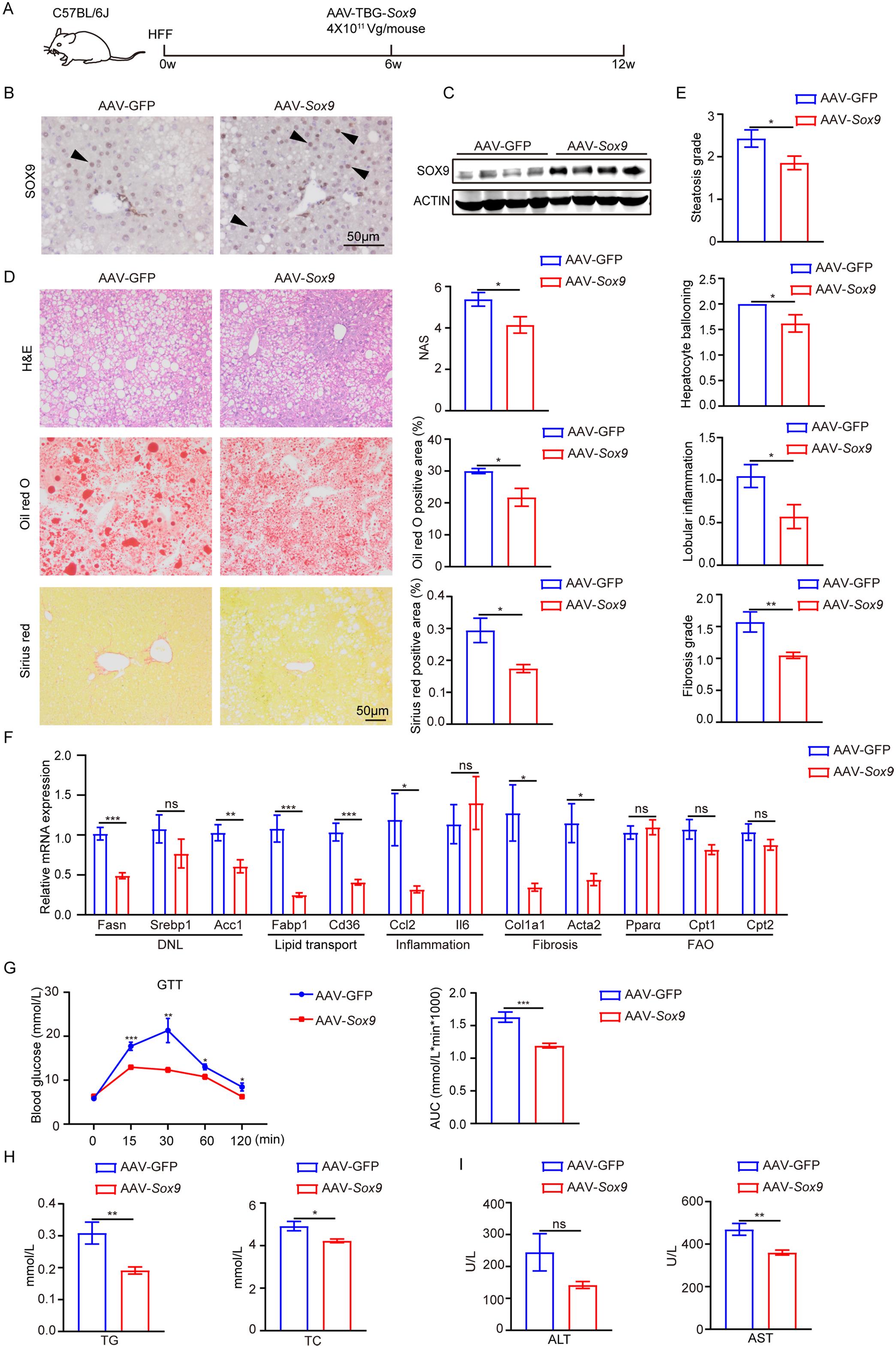 SOX9 overexpression via adeno-associated virus attenuates hepatic steatosis in HFF-fed mice.