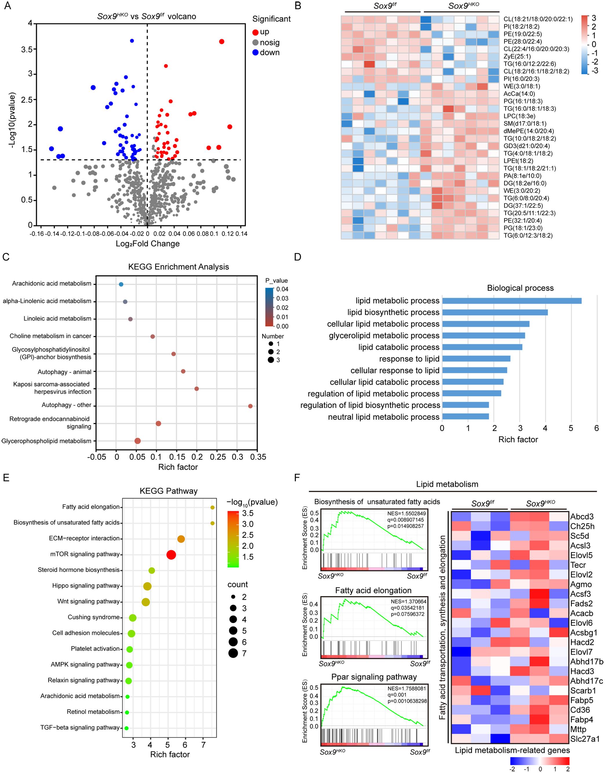 Hepatocyte SOX9 influences lipid composition in the liver.